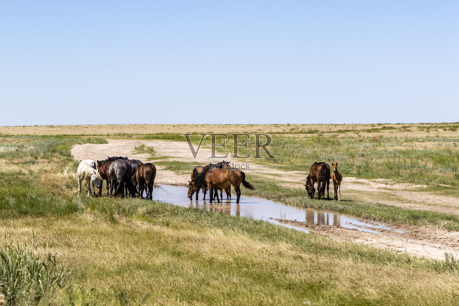 野马在宽广的草原在哈萨克斯坦-中亚照片摄影图片