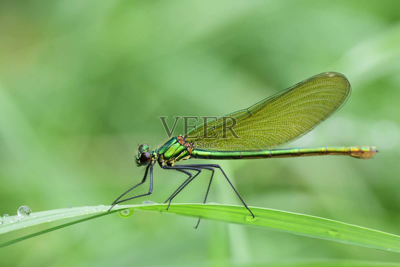 在大自然中，一只蜻蜓坐在一片潮湿的草叶上，背景是绿色的，草叶上有水滴照片摄影图片