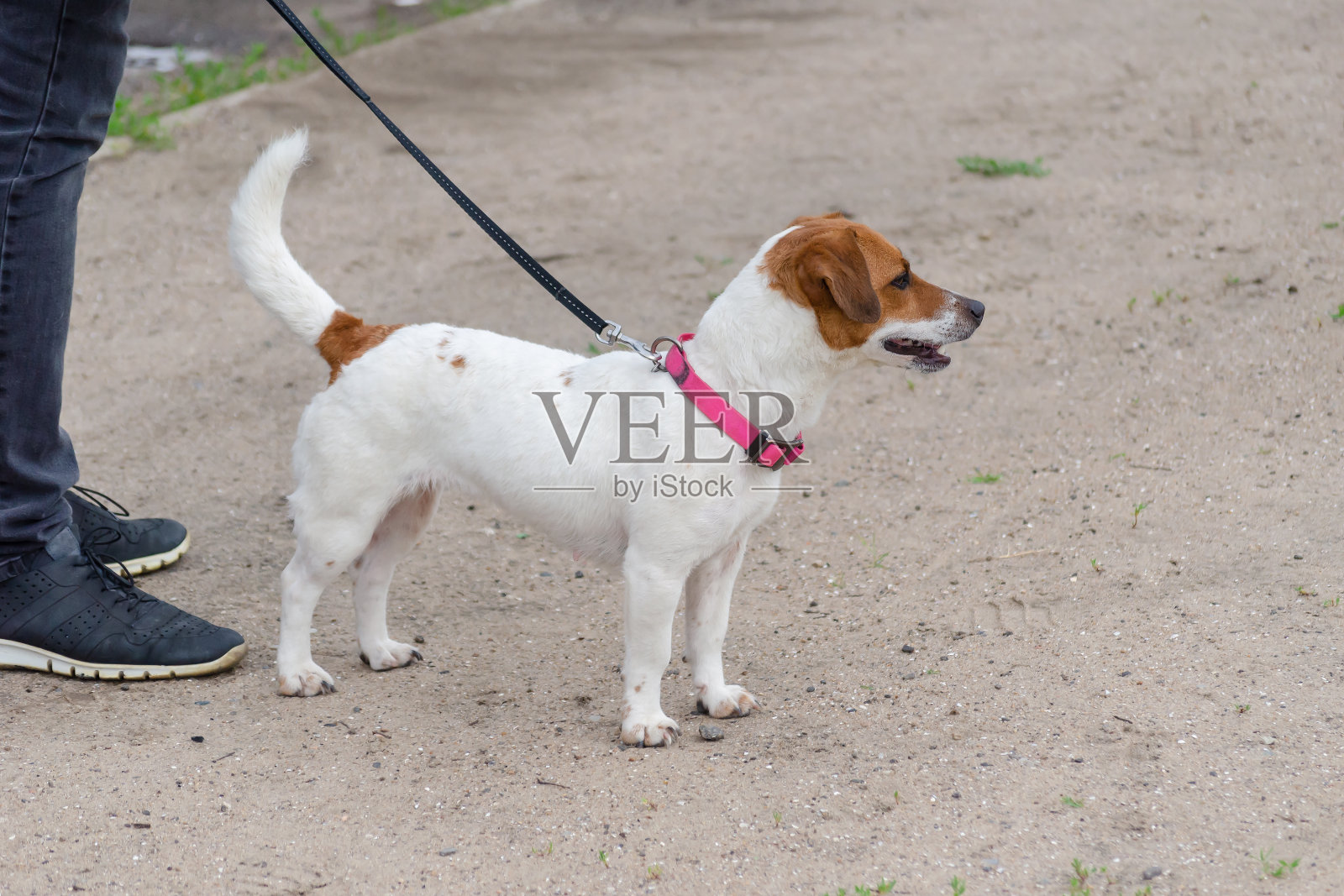 一个人牵着他的宠物散步。杰克·拉斯的下半身照片摄影图片