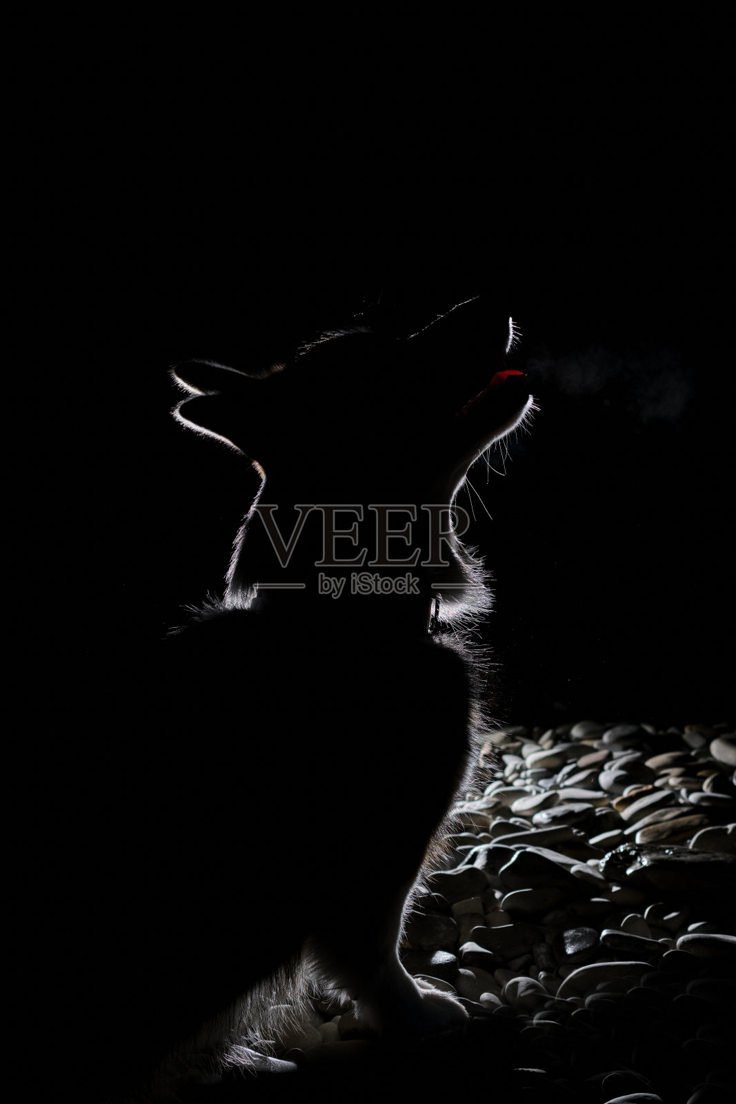 黑色剪影和轮廓突出的皮毛的小牧羊犬在侧面上的黑色背景。彭布罗克威尔士柯基的剪影从明亮的闪光。照片摄影图片