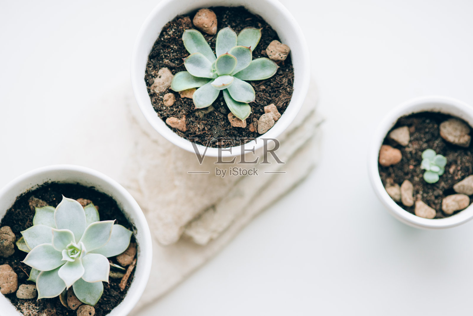 窗台上白色花盆里的多肉植物。照片摄影图片