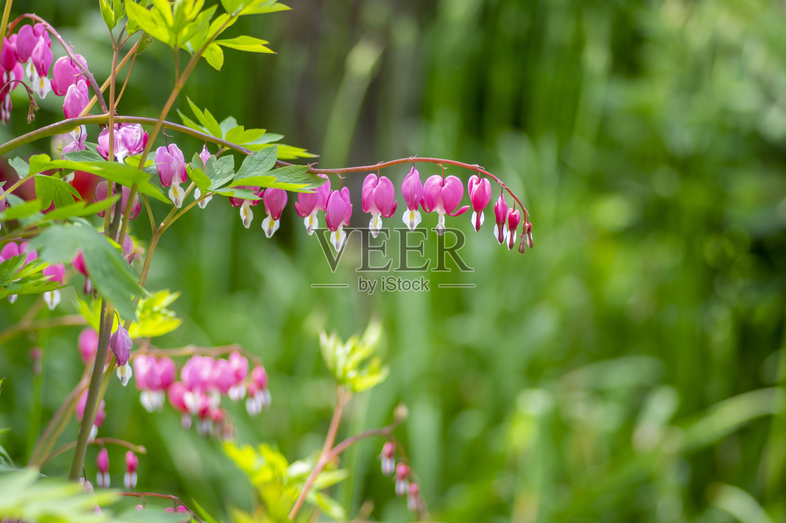 花心滴血花心形盛开，美丽的花木粉白色开花植物照片摄影图片