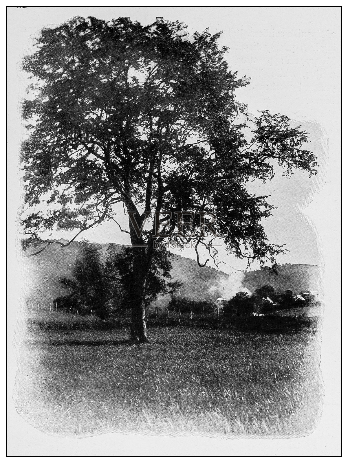 古董黑白照片:树上的蛇，古巴照片摄影图片