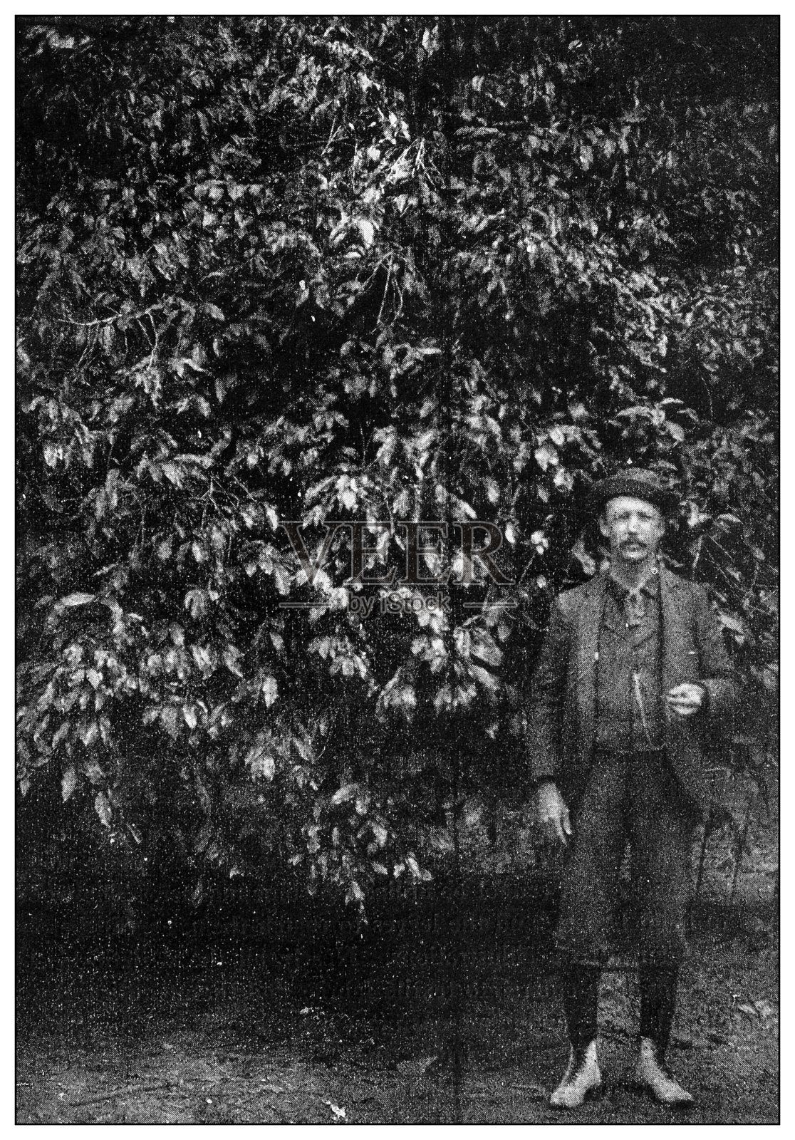 古董黑白照片:古巴的种植园主照片摄影图片