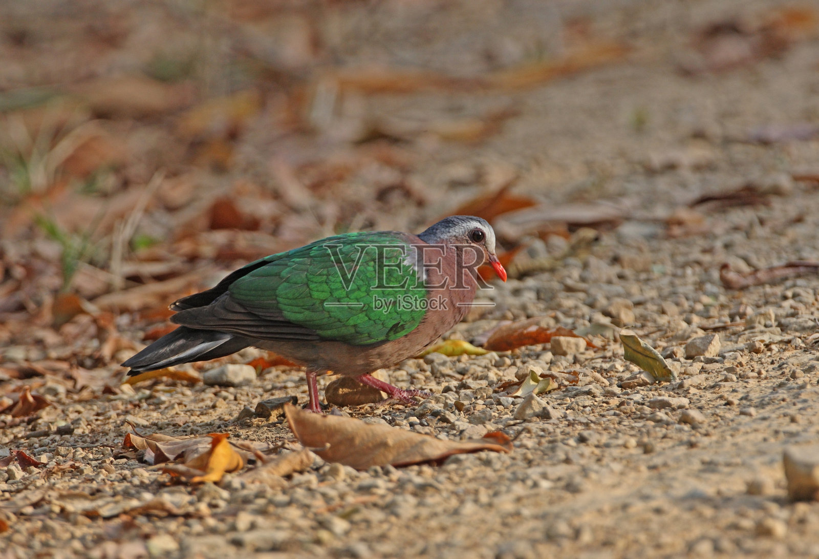 Grey-capped翡翠鸽子照片摄影图片