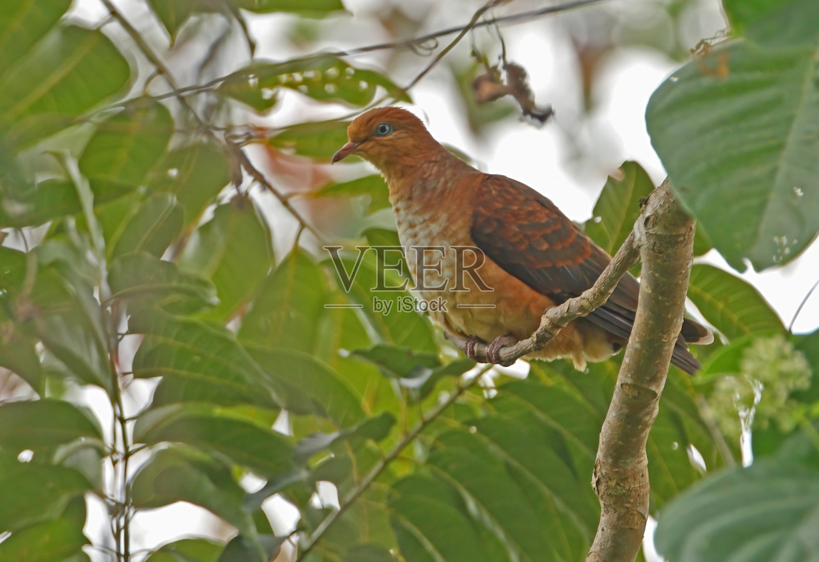 小Cuckoo-dove照片摄影图片