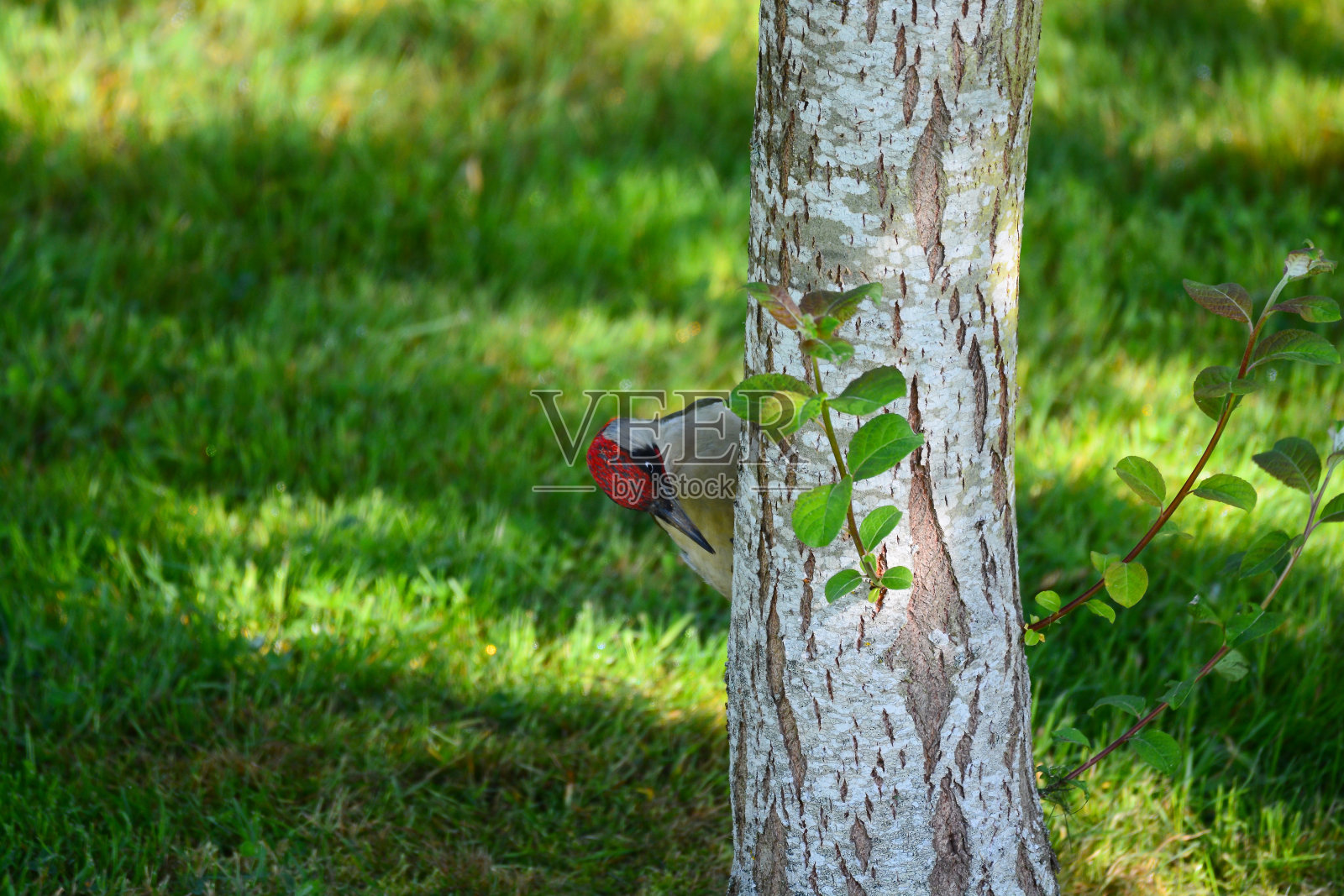 绿色的啄木鸟在树上照片摄影图片