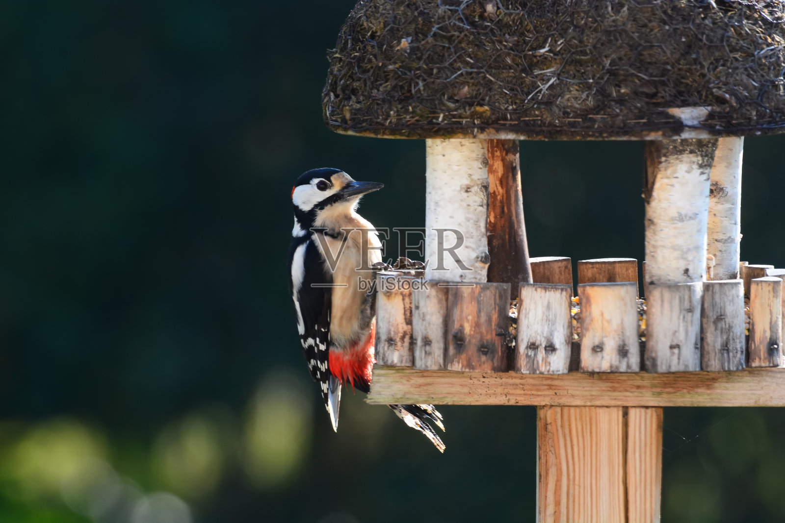 埃佩切啄木鸟照片摄影图片
