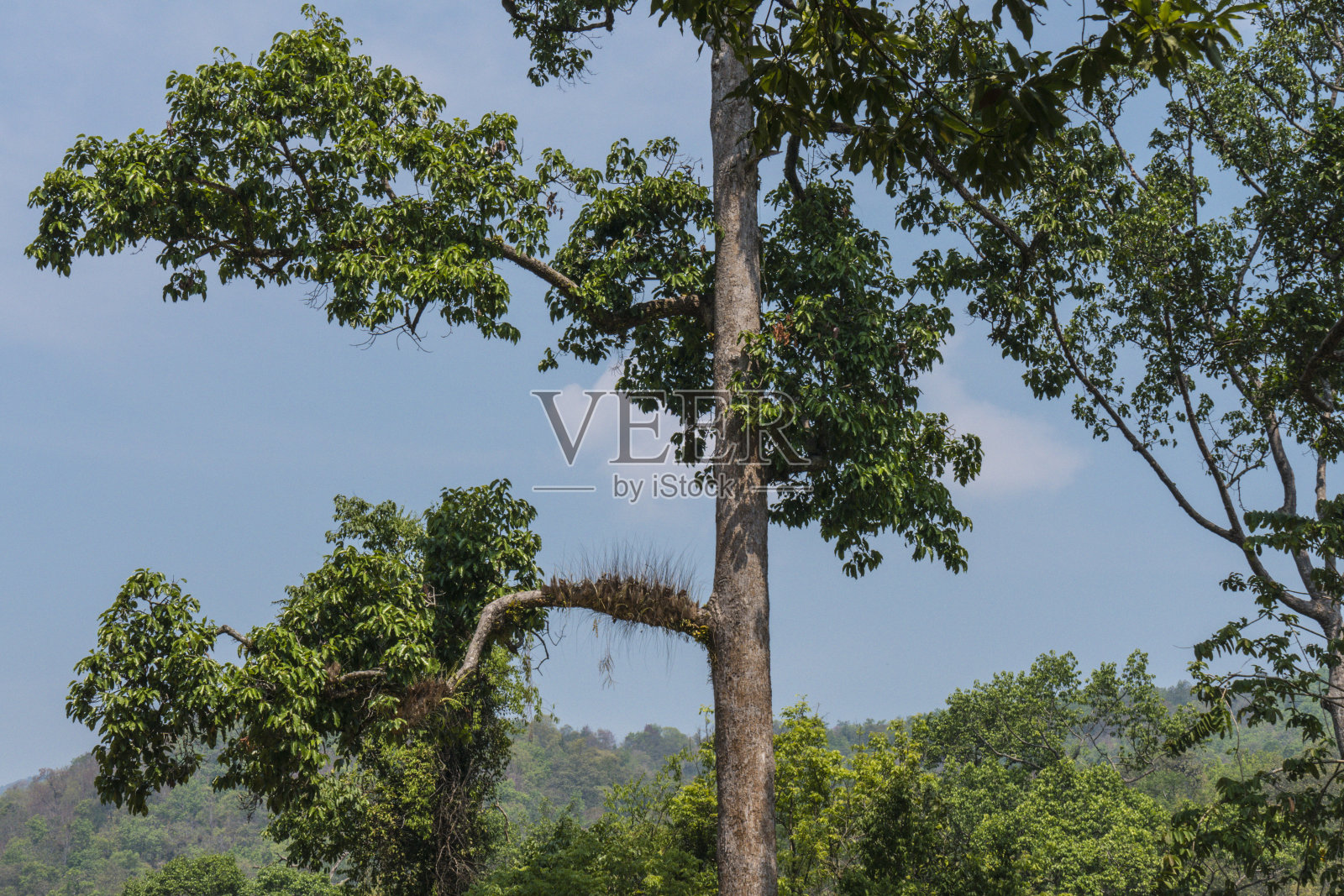 泰国北部清迈的热带自然风光照片摄影图片