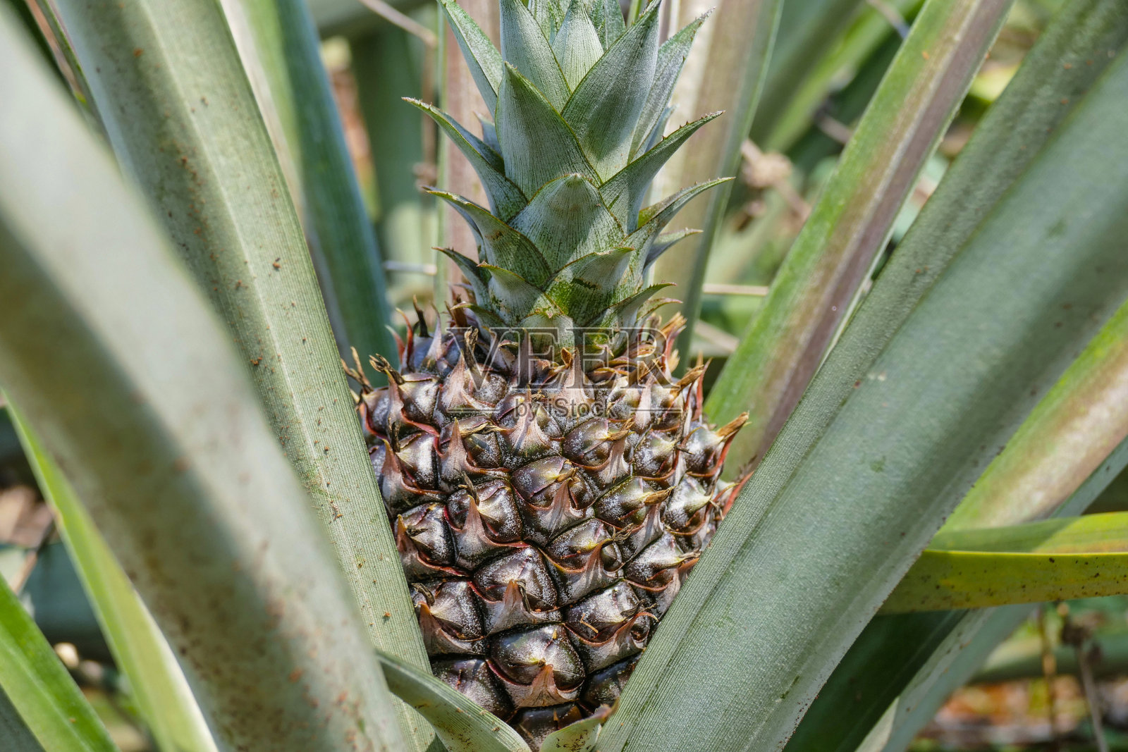 泰国，亚洲，菠萝种植园照片摄影图片