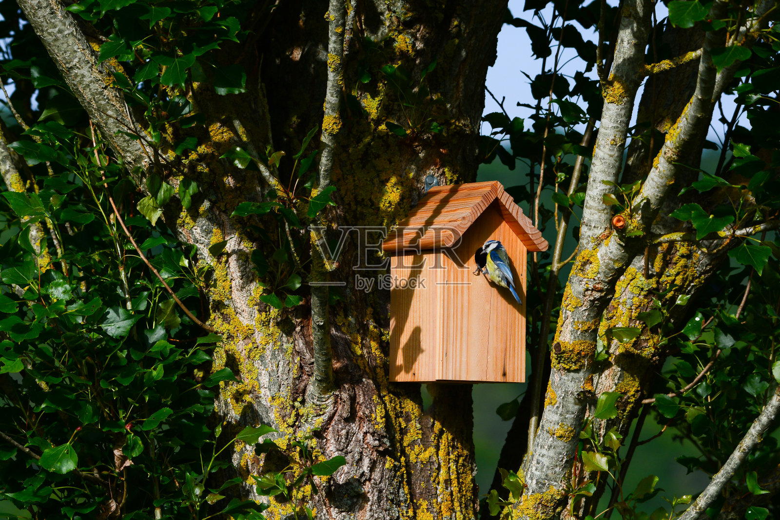 带鸟窝的蓝山雀照片摄影图片