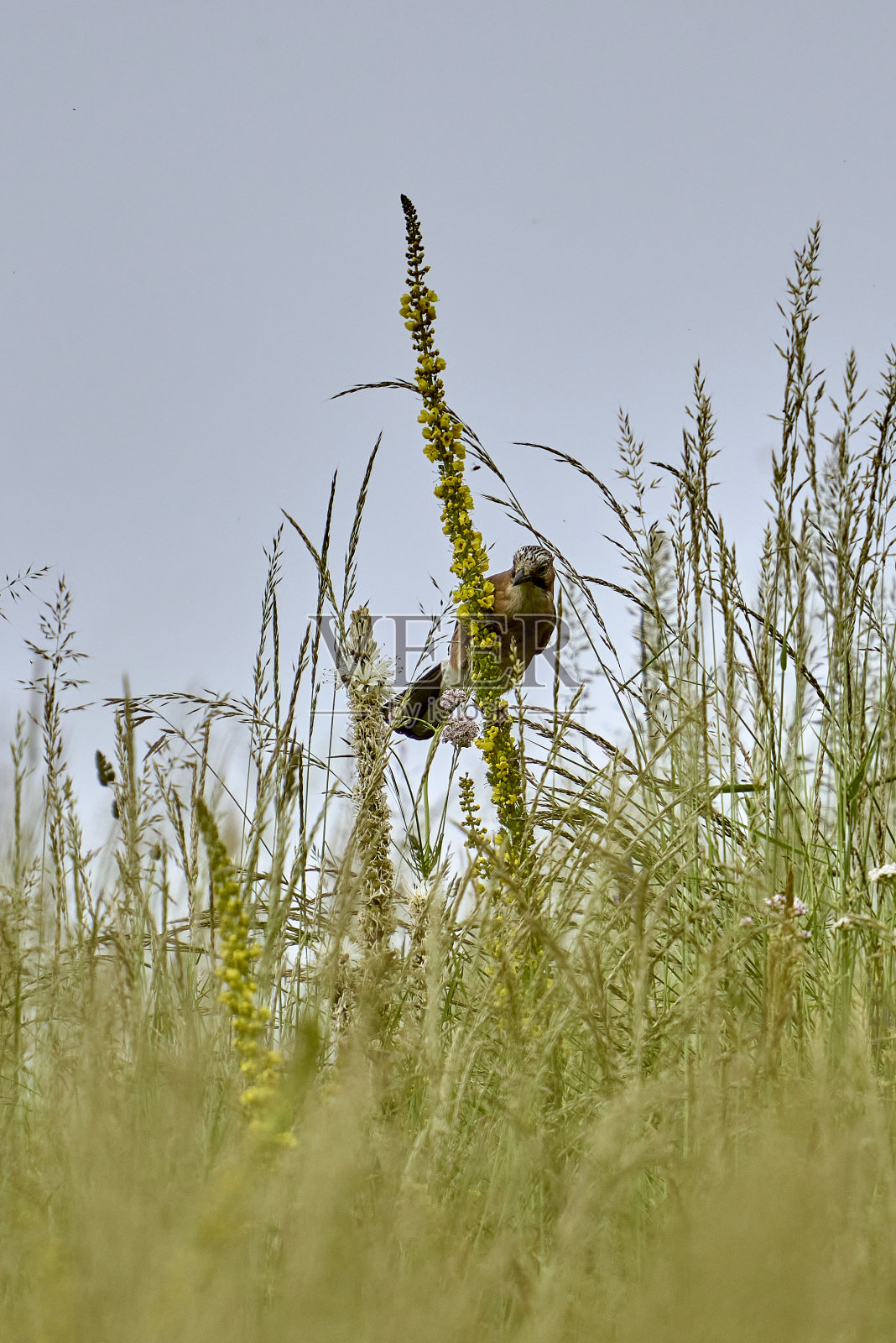 欧亚杰照片摄影图片
