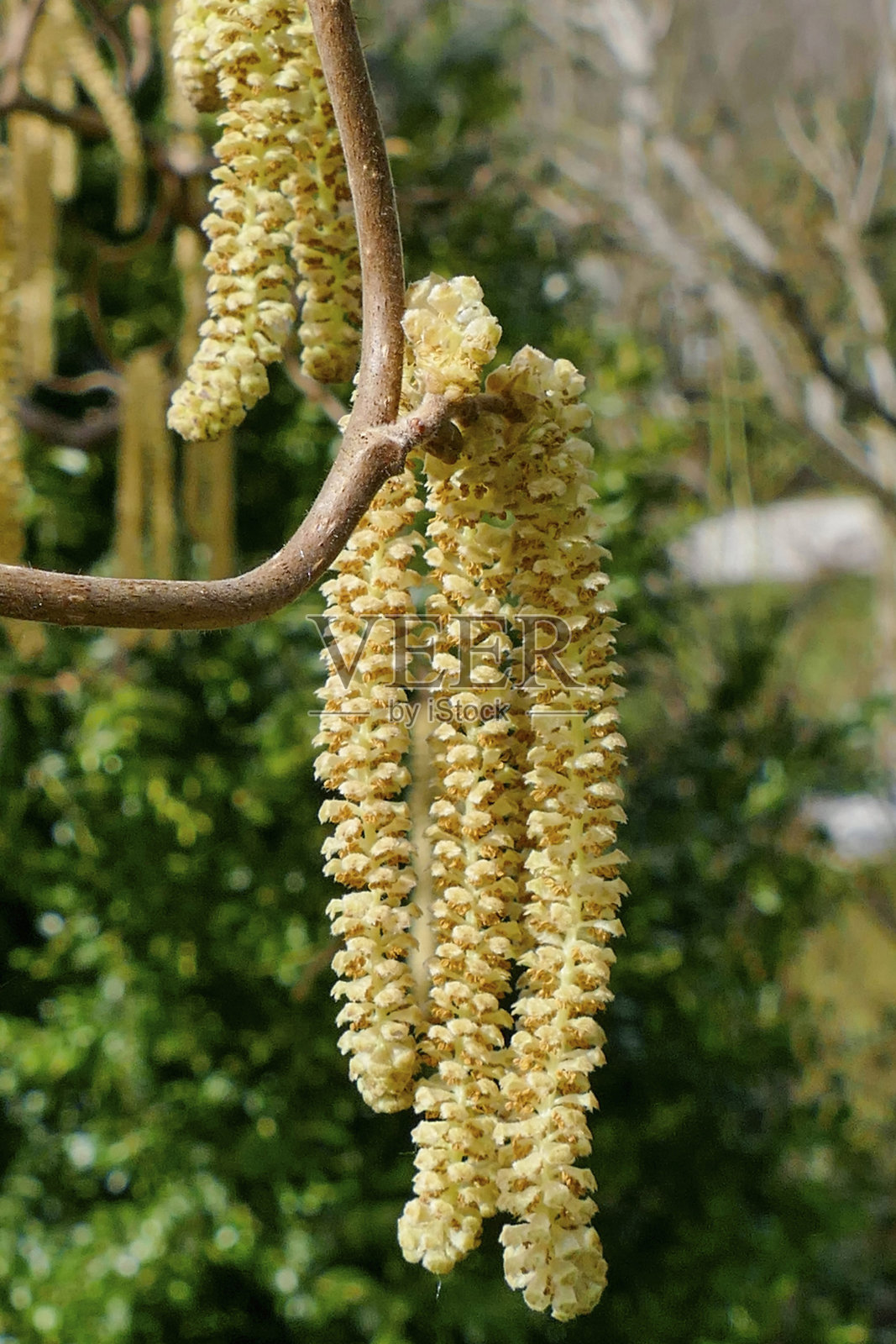 带有花粉球果的螺旋状榛树枝照片摄影图片