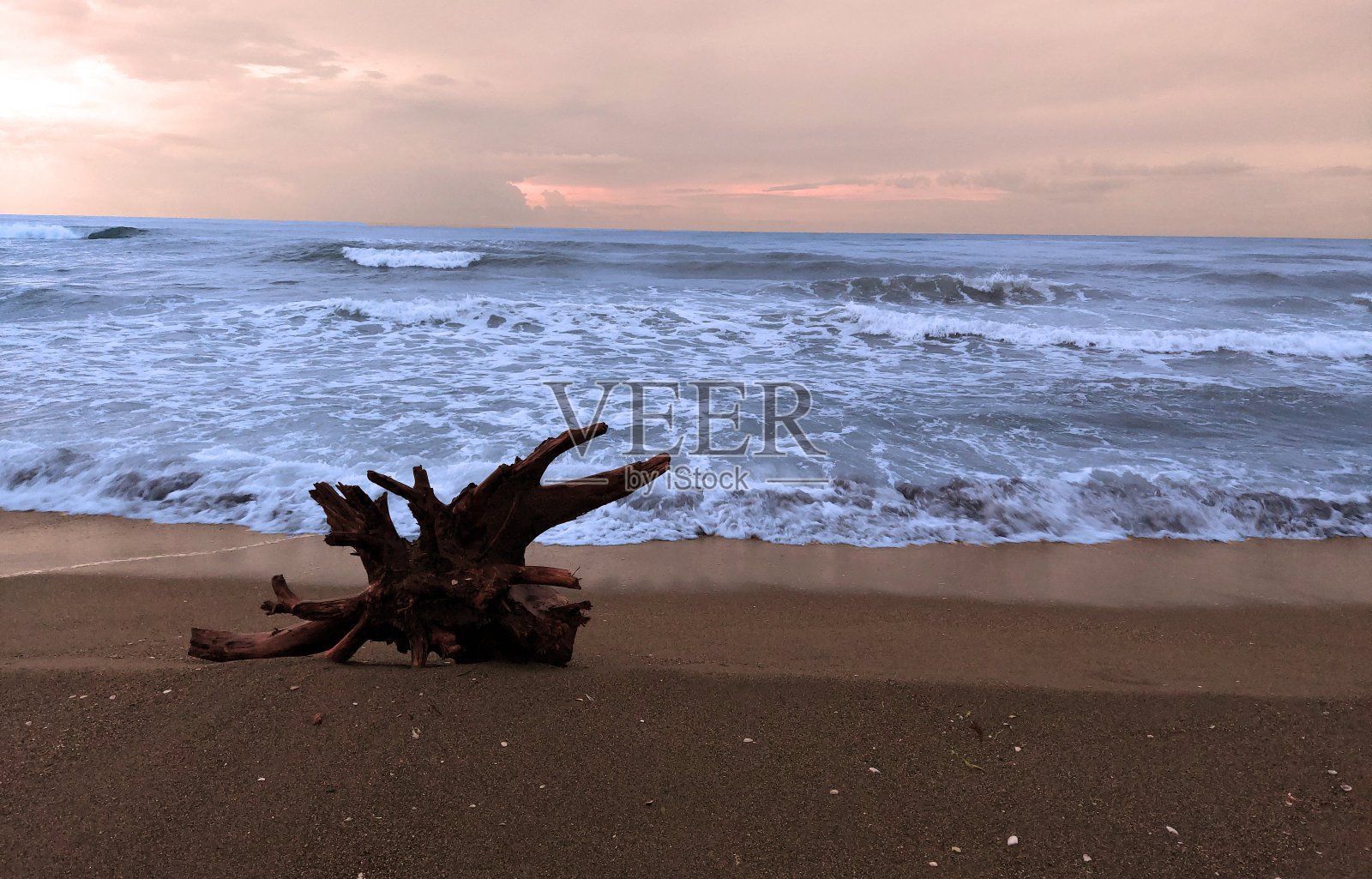 科卡埃利海边的老木头照片摄影图片