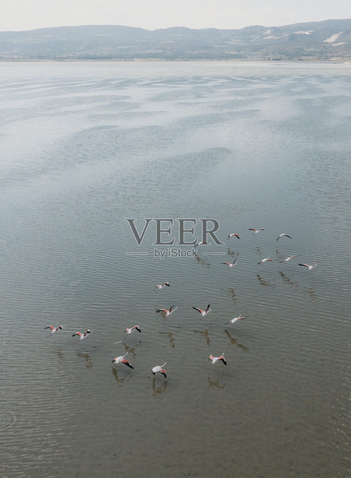 火烈鸟在湖上飞翔照片摄影图片