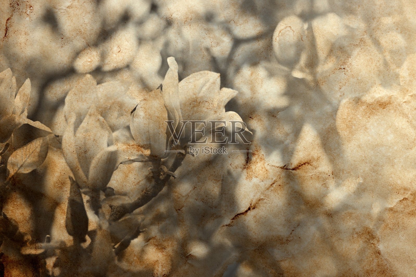 木兰树年份背景照片摄影图片