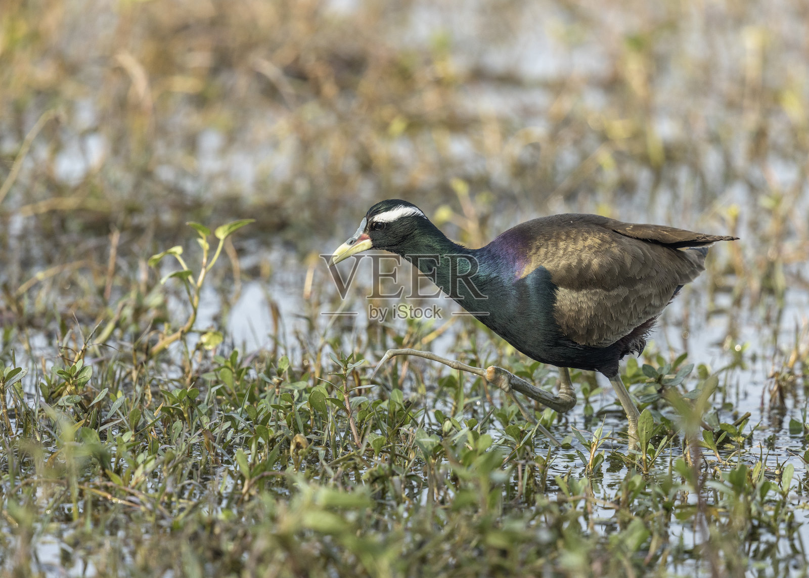 青铜翼的Jacana - Keoladeo国家公园，Bharatpur，印度。照片摄影图片