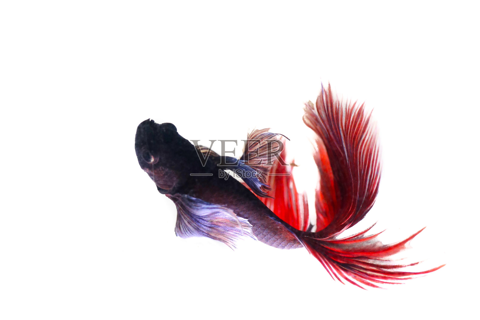 搏鱼鱼照片摄影图片