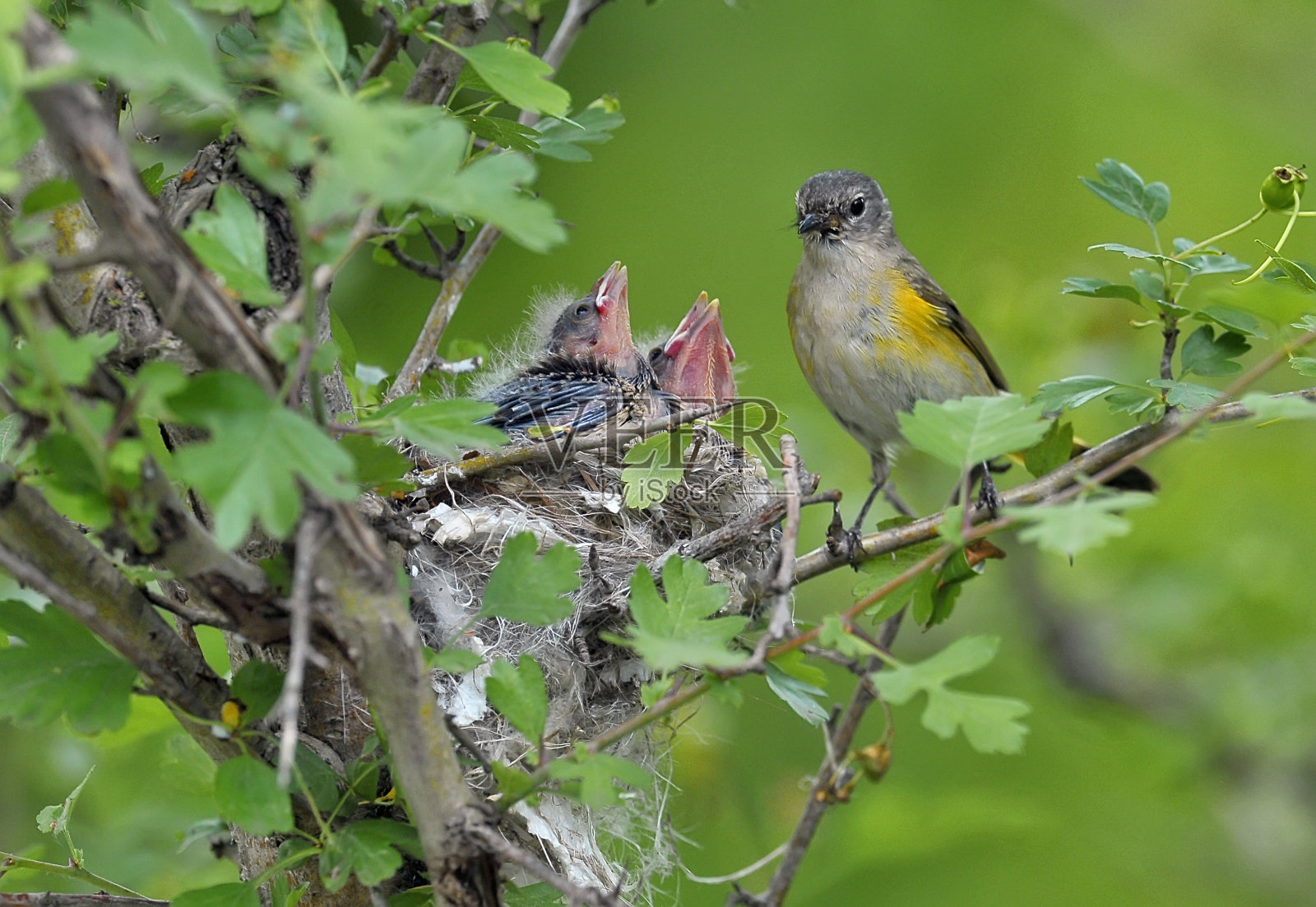 美洲红雀雌鸟，有两个孩子照片摄影图片