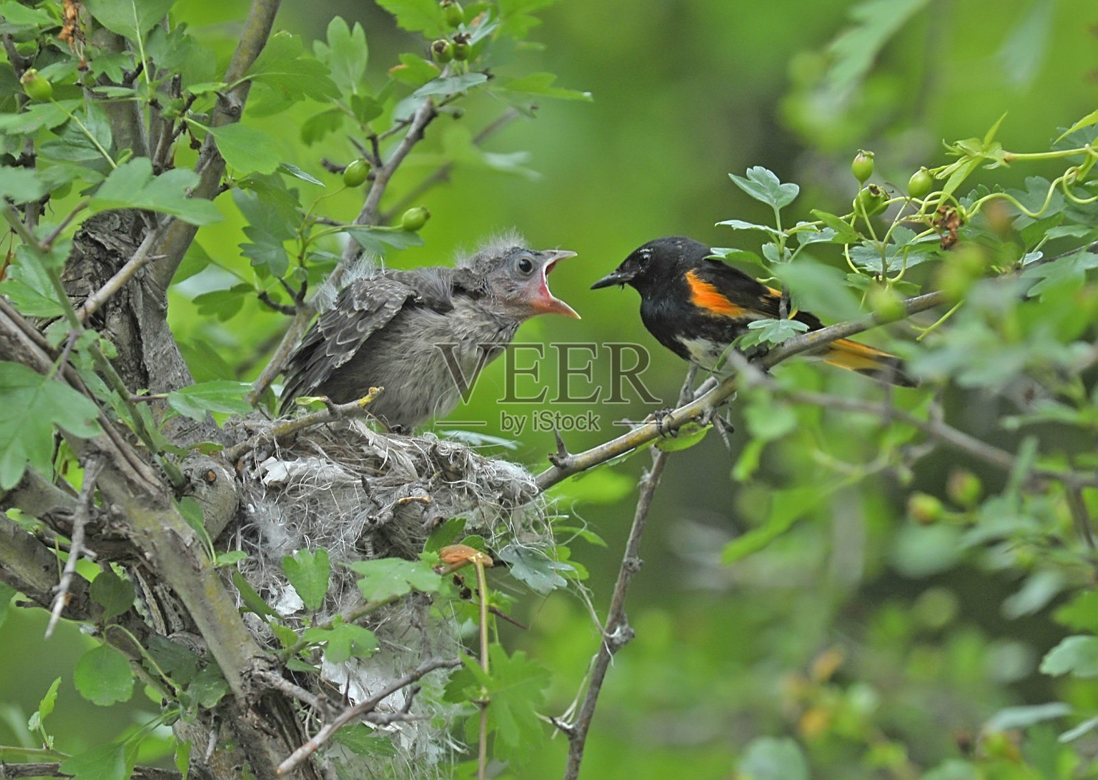 带着婴儿的美洲红尾鸲雄性鸟照片摄影图片