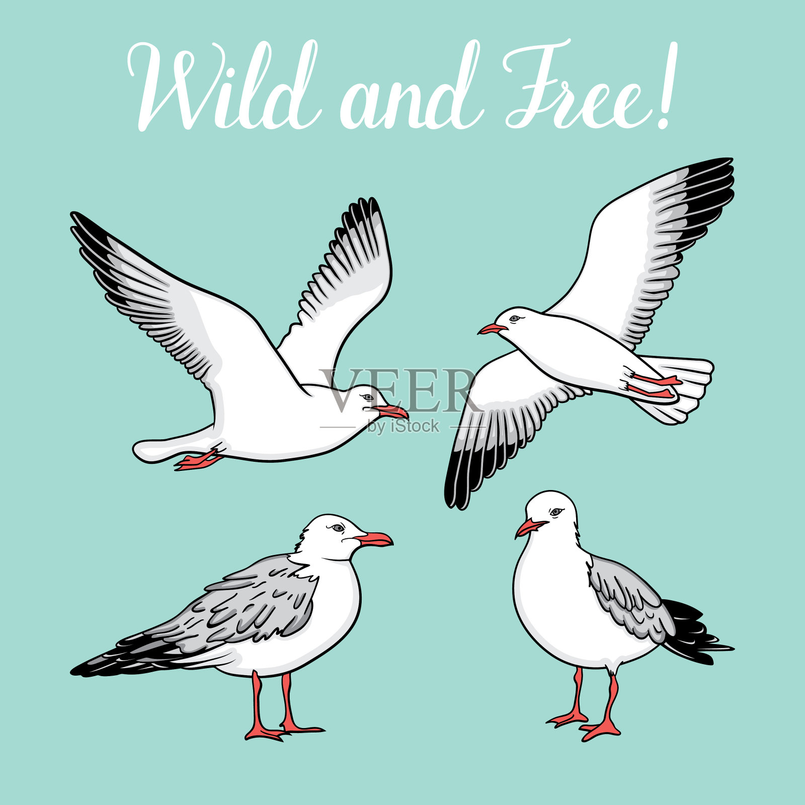 设置海鸥在孤立的白色背景插画图片素材