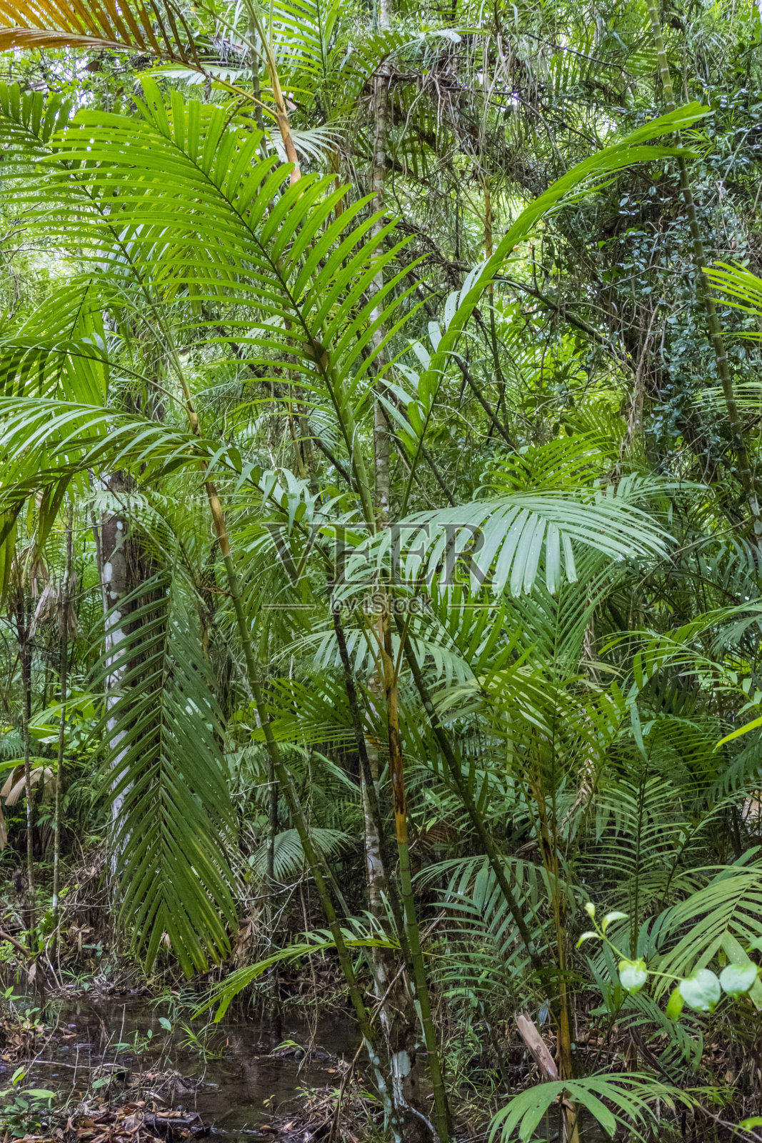 甲米，野生动物保护区，沙莫拉克，泰国照片摄影图片
