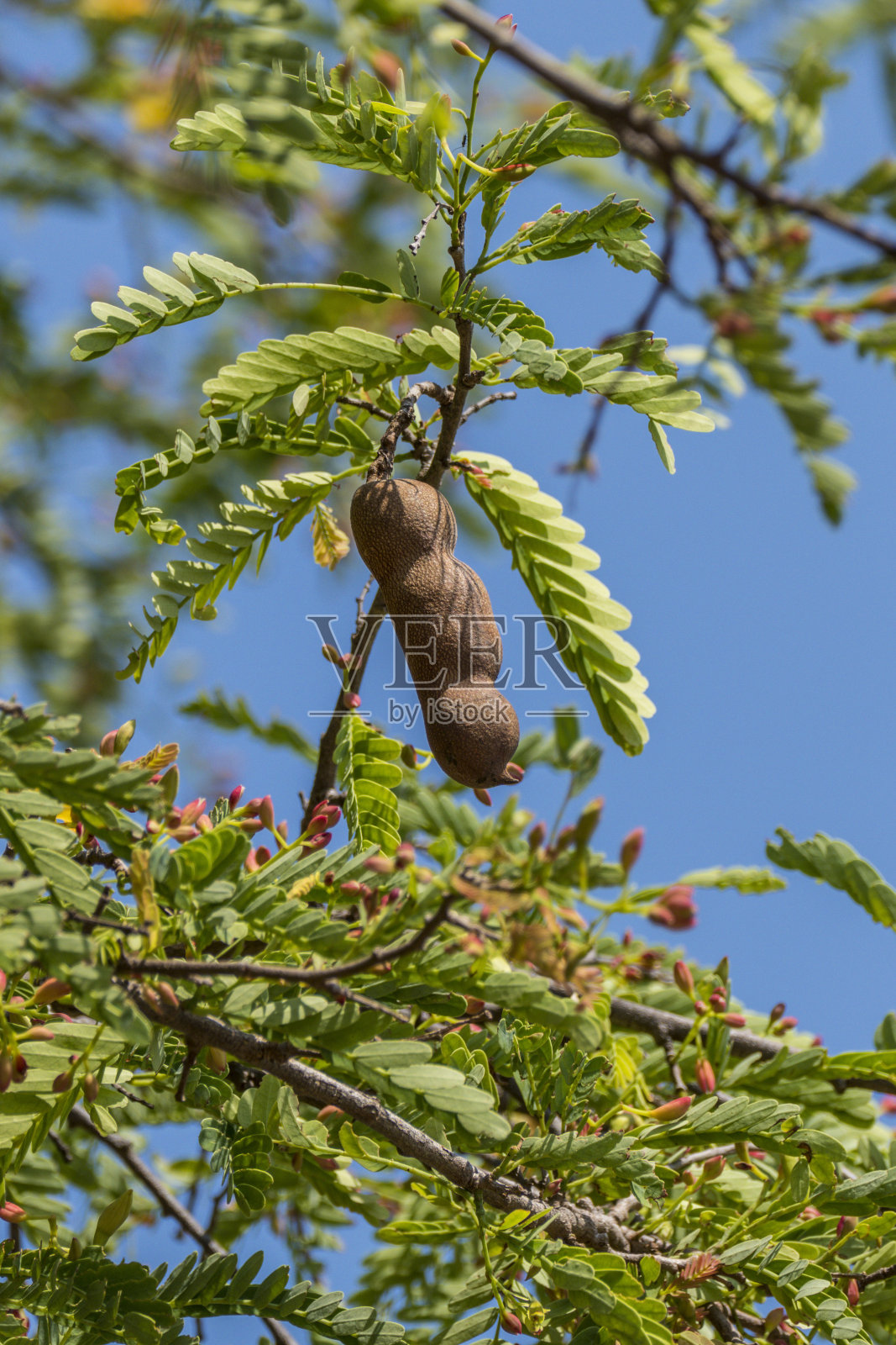 泰国，亚洲，罗望子树照片摄影图片