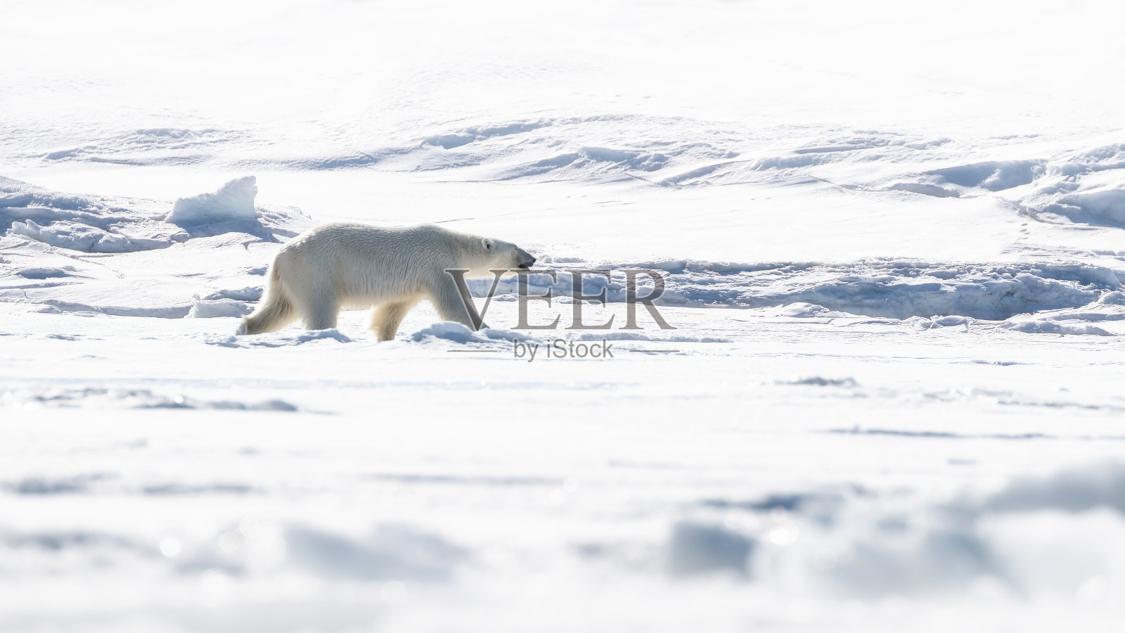 成年雌北极熊在斯瓦尔巴群岛的冰雪上行走照片摄影图片