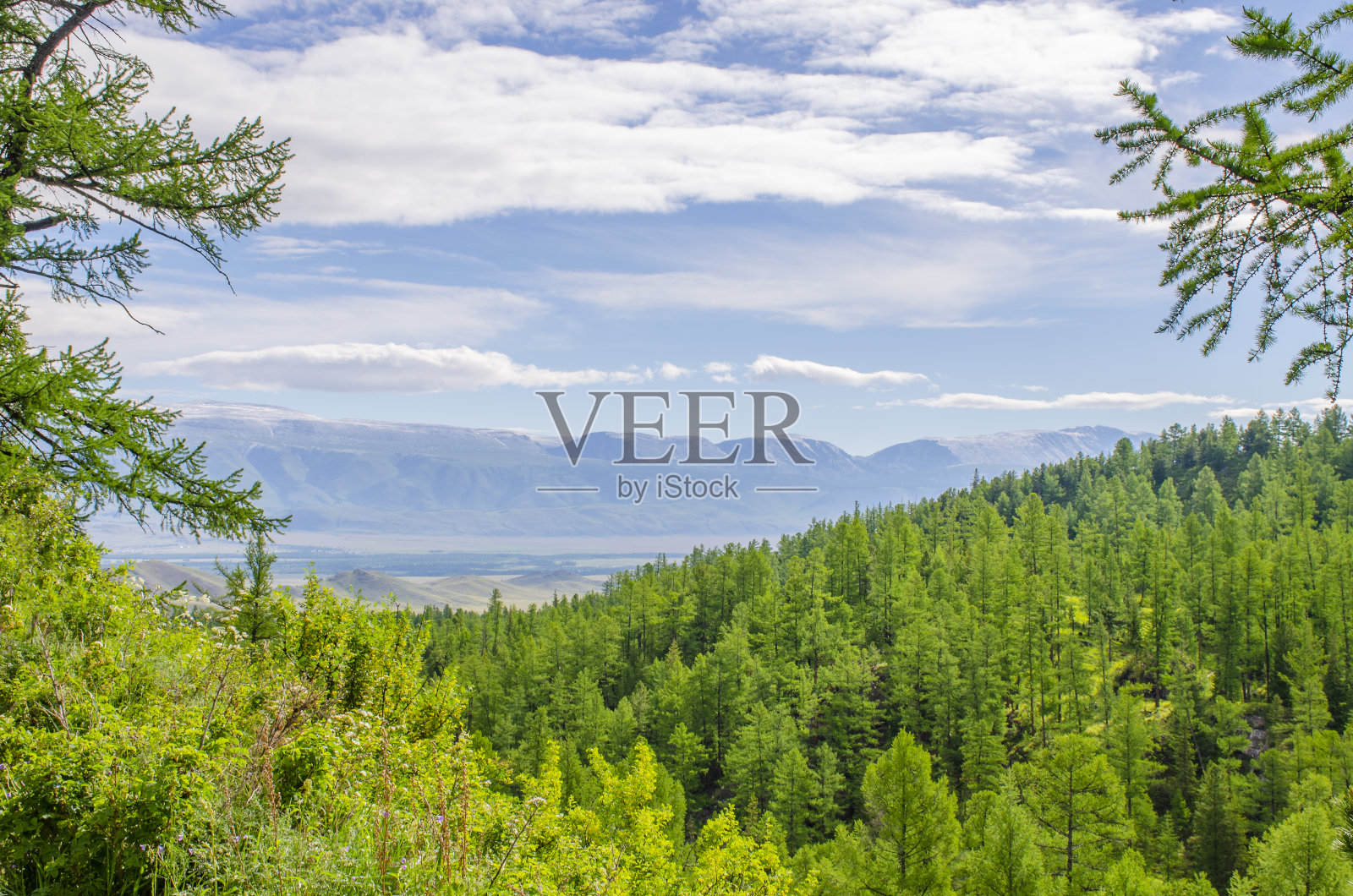 在西伯利亚阿尔泰的针叶林中有一座雪山照片摄影图片
