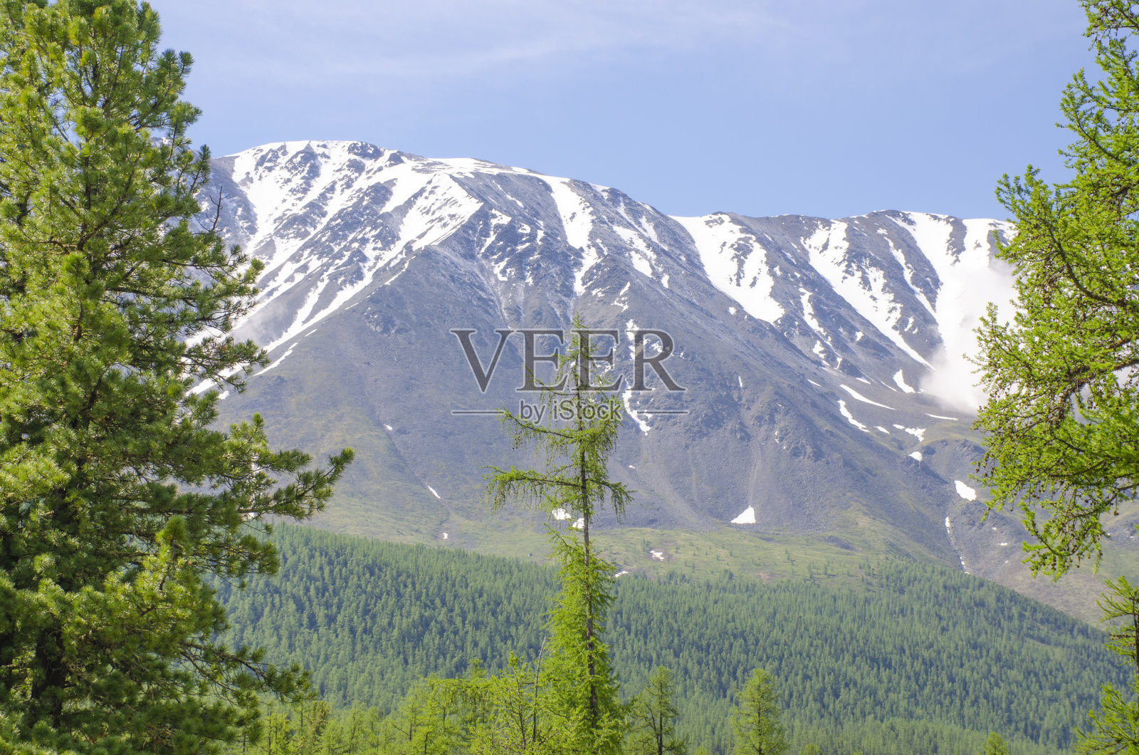 在西伯利亚阿尔泰的针叶林中有一座雪山照片摄影图片