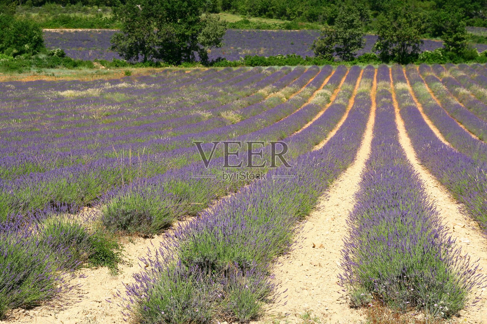 法国加尔地区的薰衣草田照片摄影图片