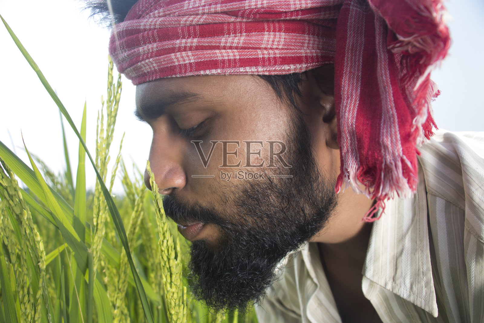 快乐的印度年轻农民亲吻稻穗照片摄影图片