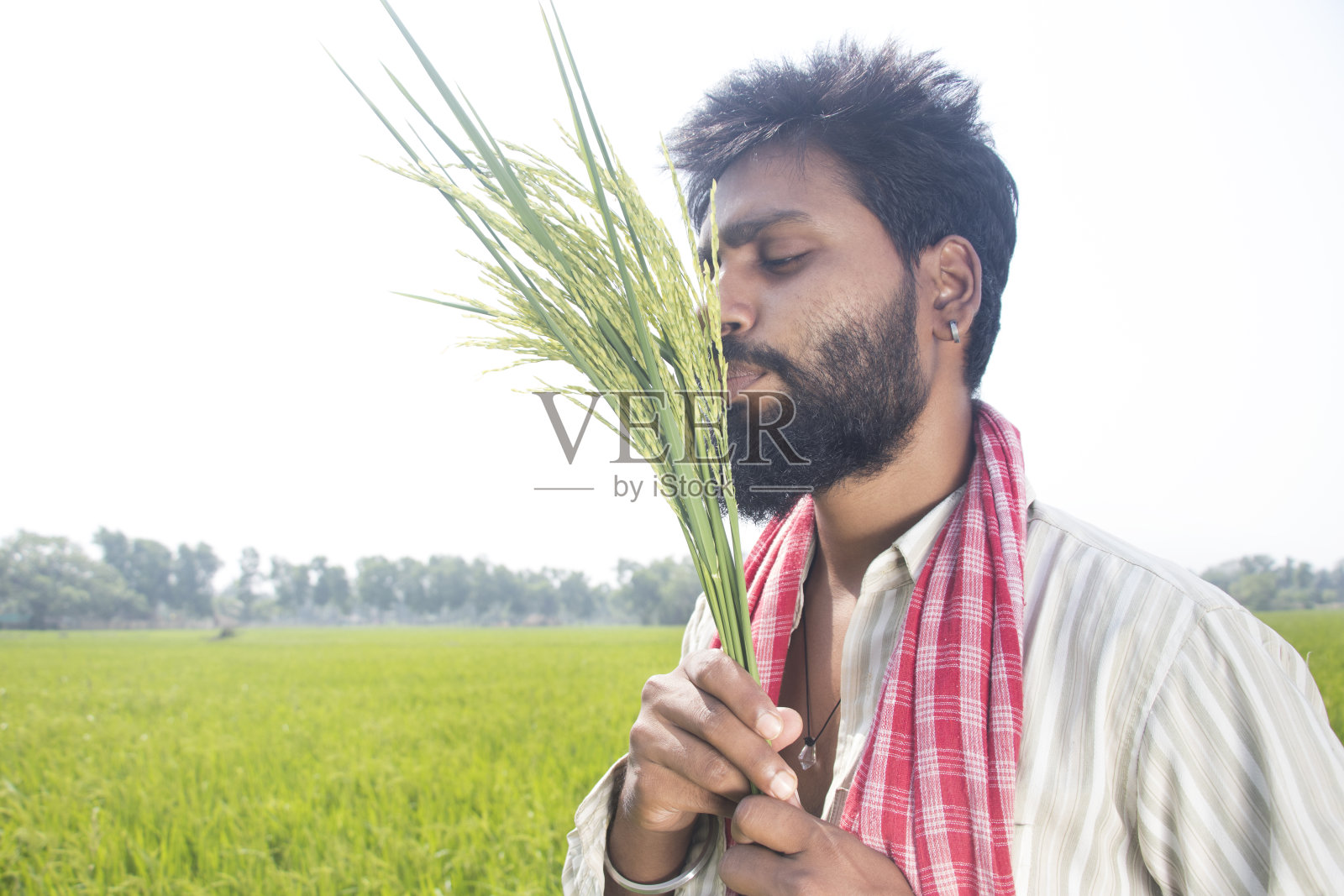 快乐的印度年轻农民亲吻稻穗照片摄影图片