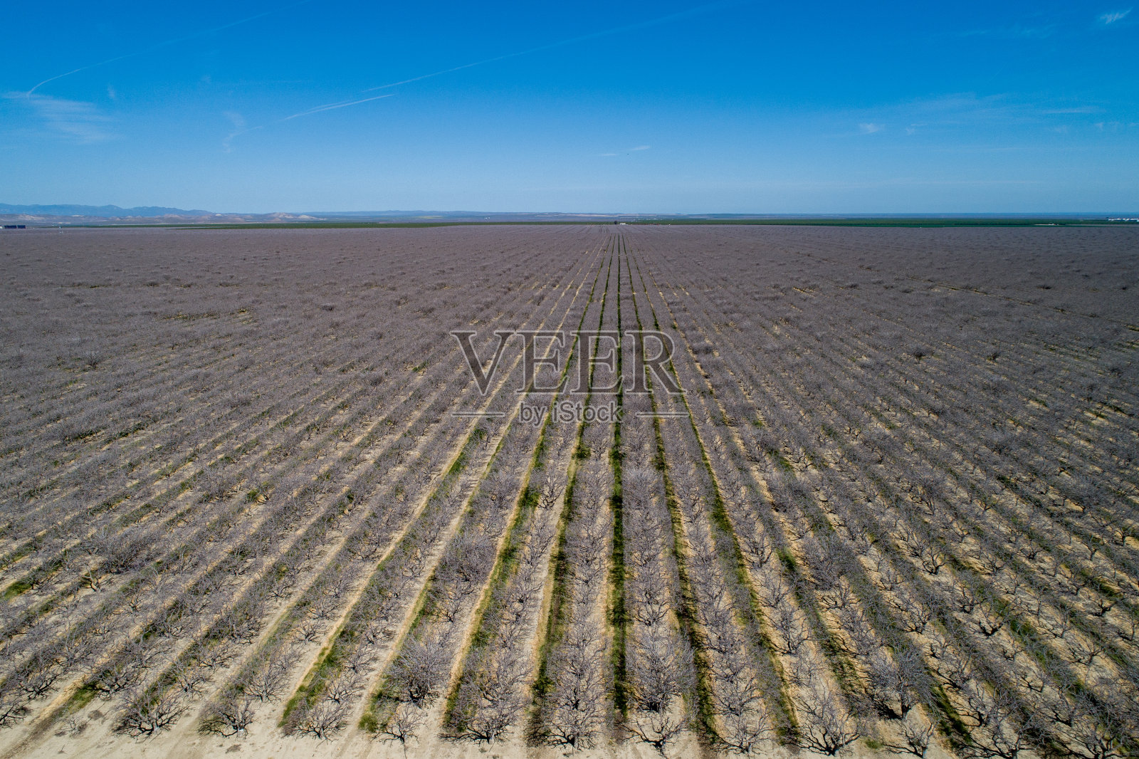 美国加利福尼亚州的开心果和杏仁田照片摄影图片