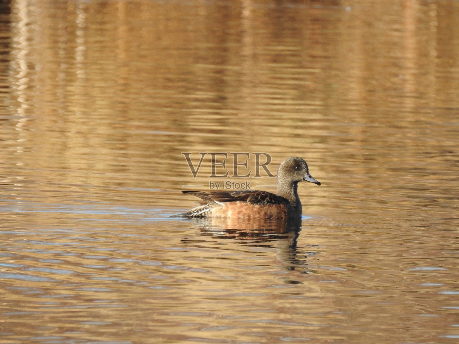 鸭子在湖上游泳的特写镜头照片摄影图片