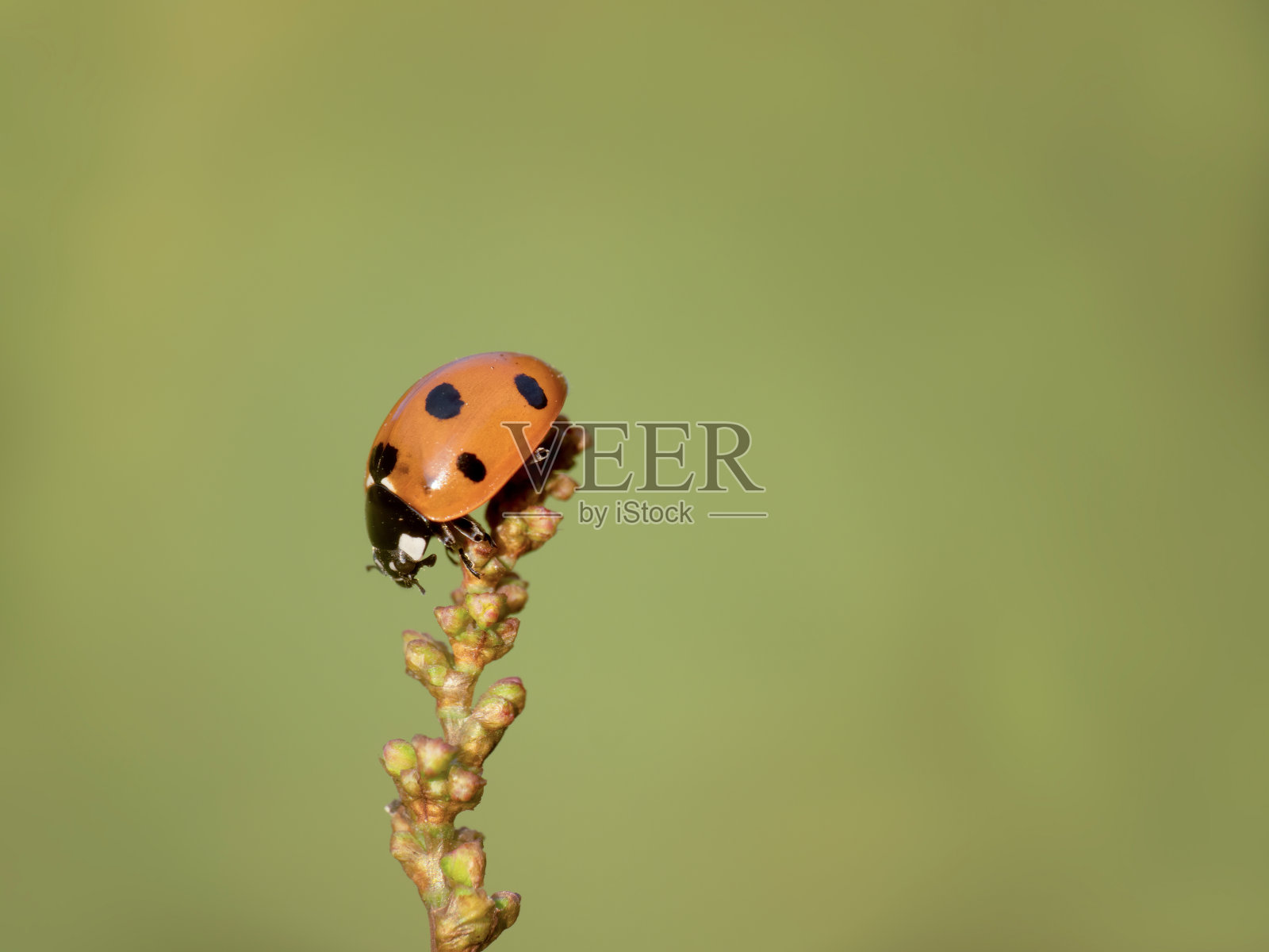 七星瓢虫，七星瓢虫，码头与模糊的自然背景。照片摄影图片