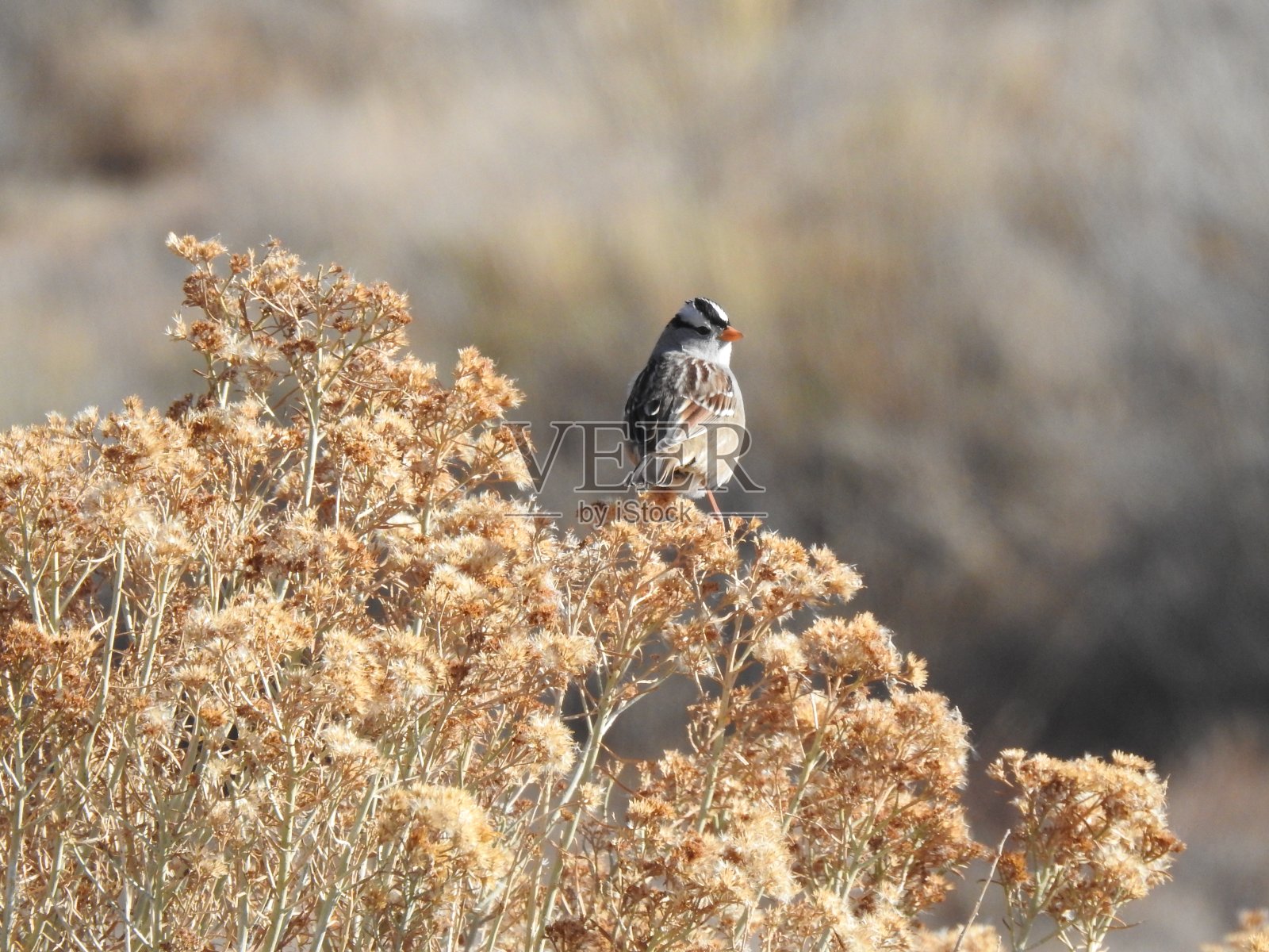 白色加冕麻雀照片摄影图片