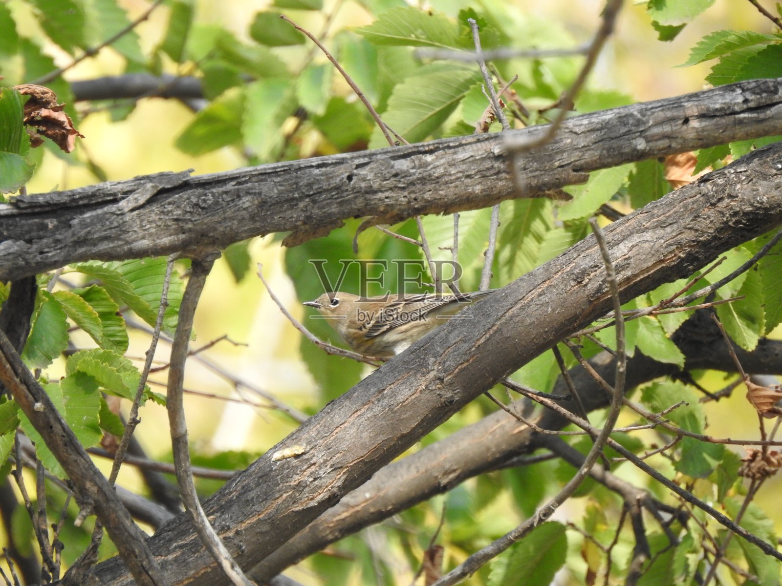 莺照片摄影图片