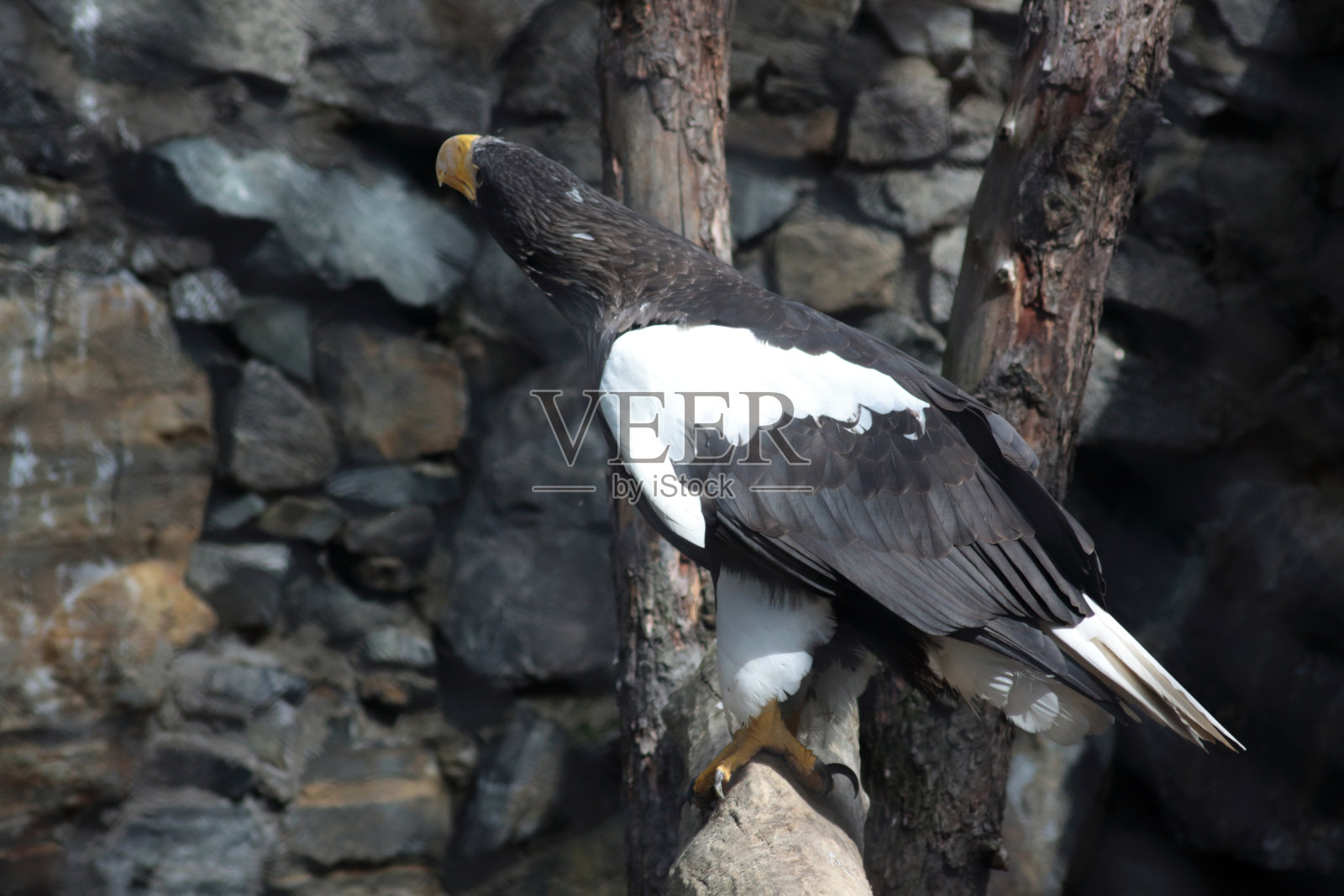 虎头海雕坐在原木上的肖像照片摄影图片