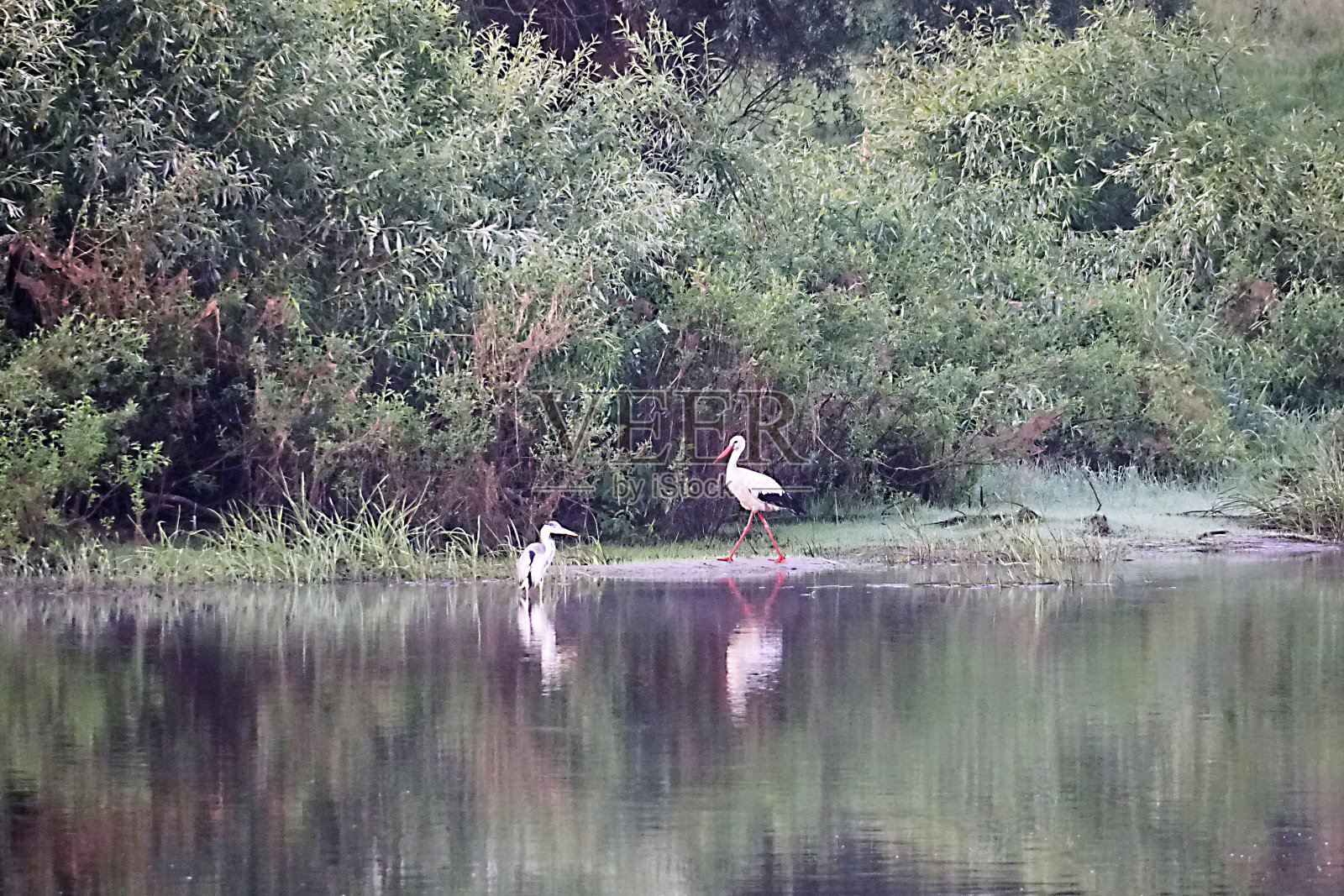 清晨，普里皮亚季河岸上的鹳和苍鹭。水边的鸟儿。猎人和早餐照片摄影图片
