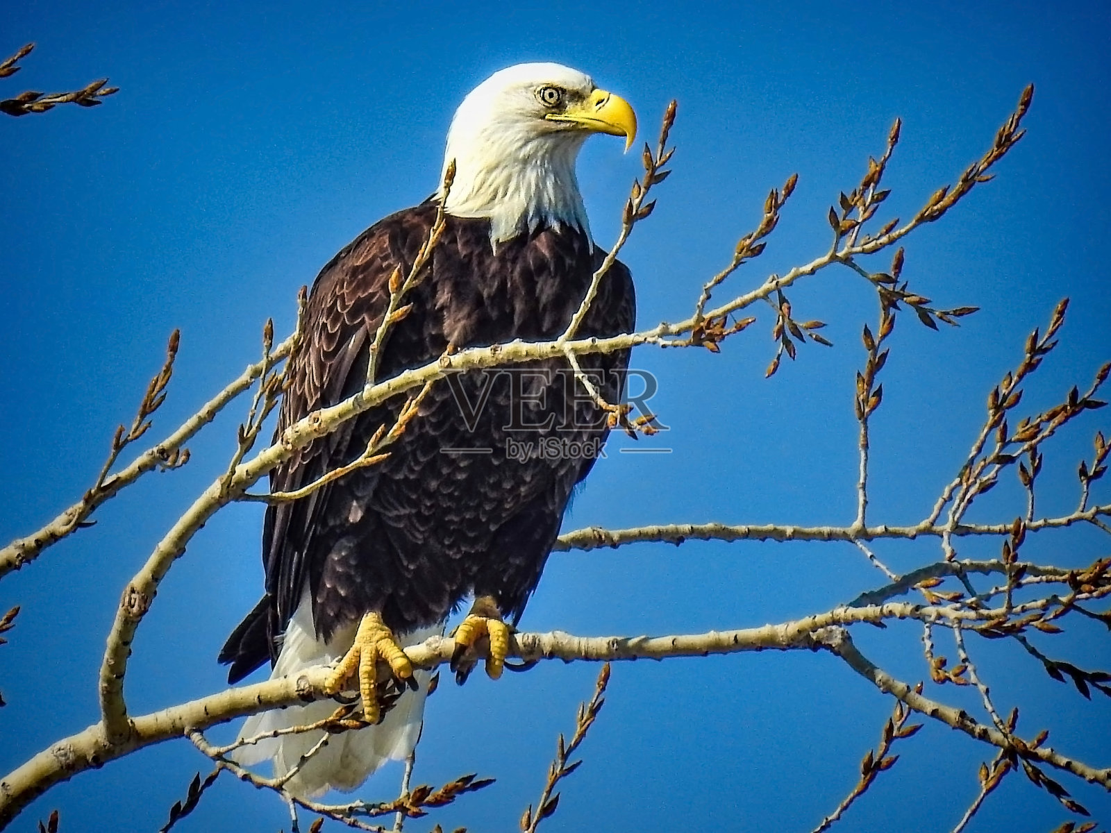 在成功的计划之上照片摄影图片