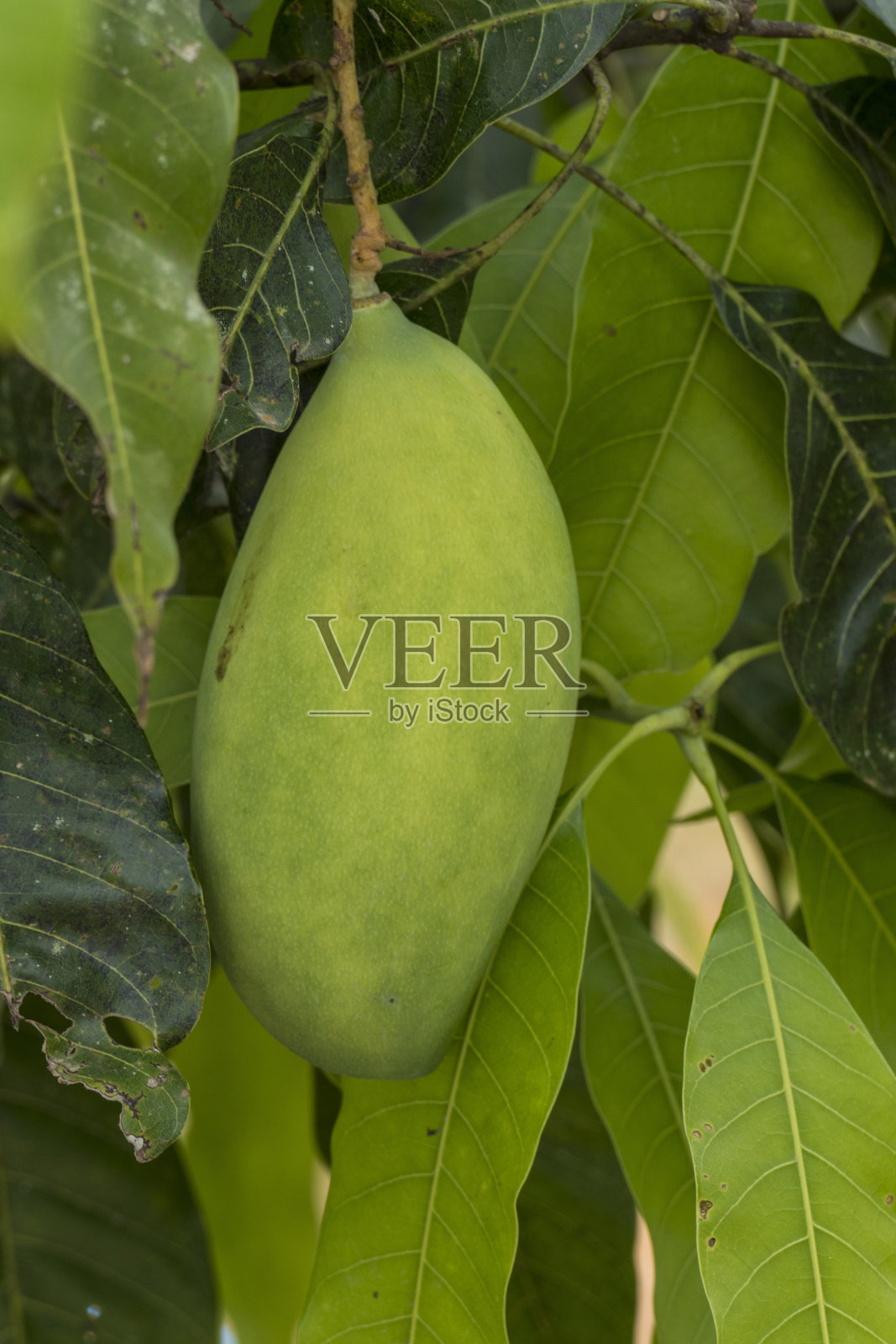 泰国，亚洲，树上的芒果，种植园照片摄影图片