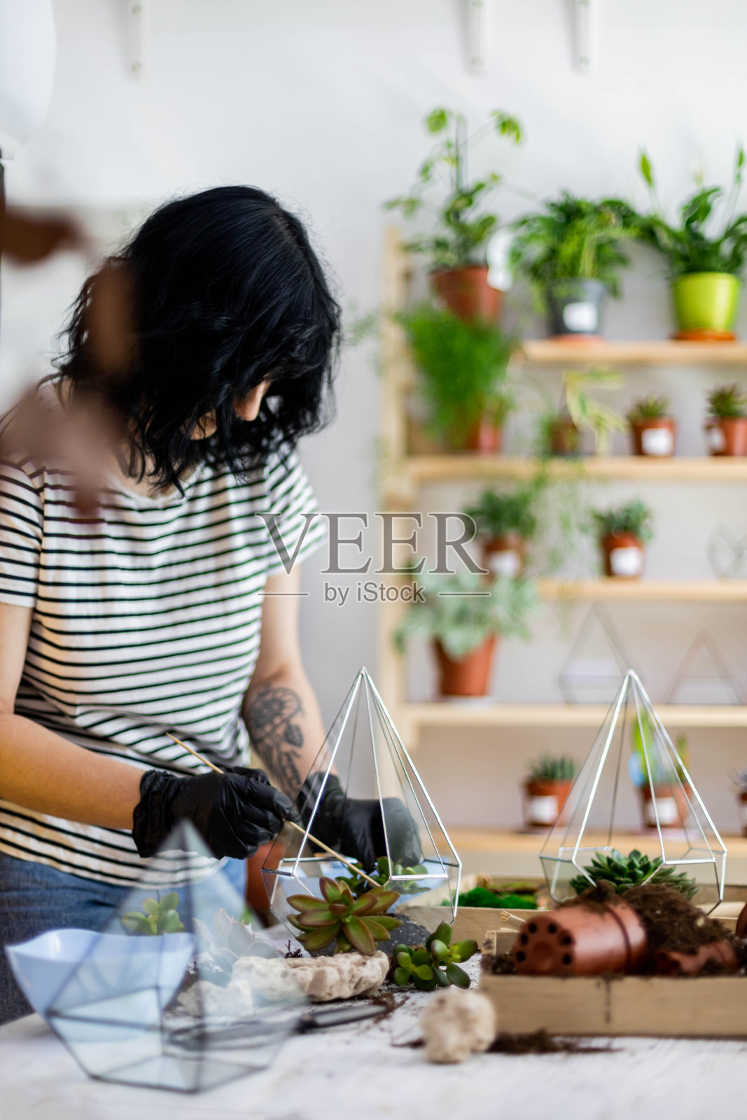 有创意的女花匠将多肉植物移植到玻璃花坛与地面和石头照片摄影图片