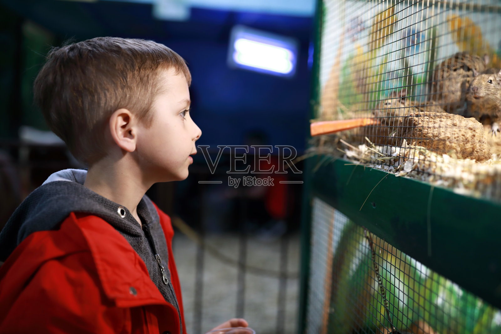 孩子用胡萝卜喂老鼠照片摄影图片