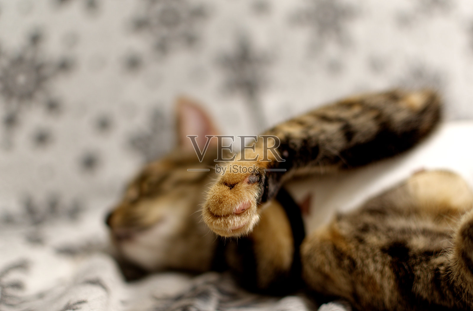 小猫的爪子靠近。景深浅。虎斑猫。照片摄影图片