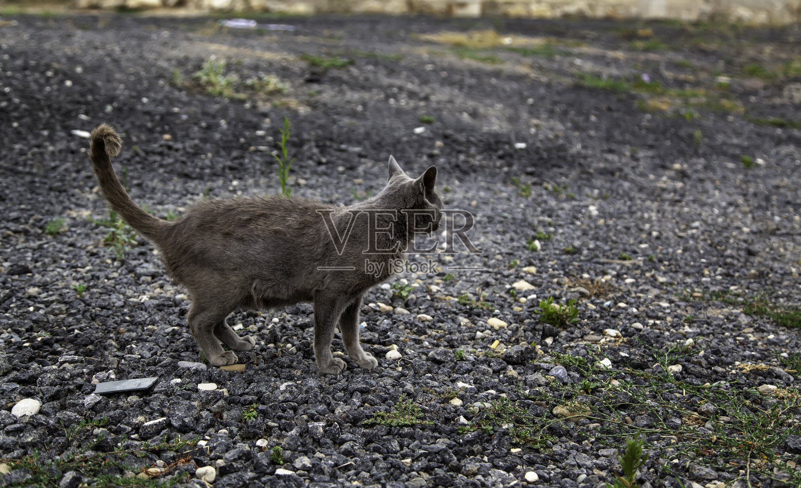 流浪的灰色的猫照片摄影图片