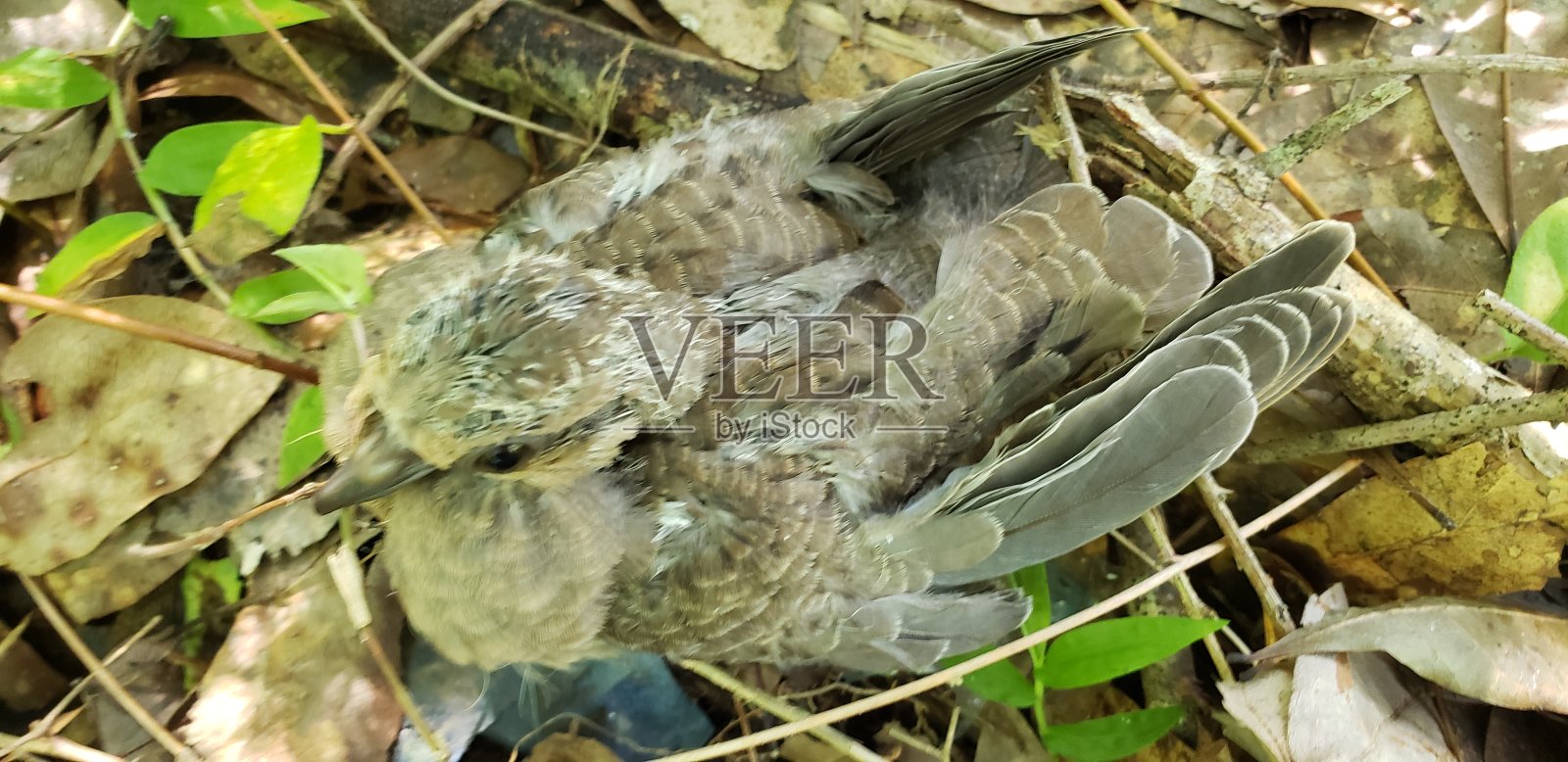 佛罗里达草坪上发现一只受伤的小鸟照片摄影图片