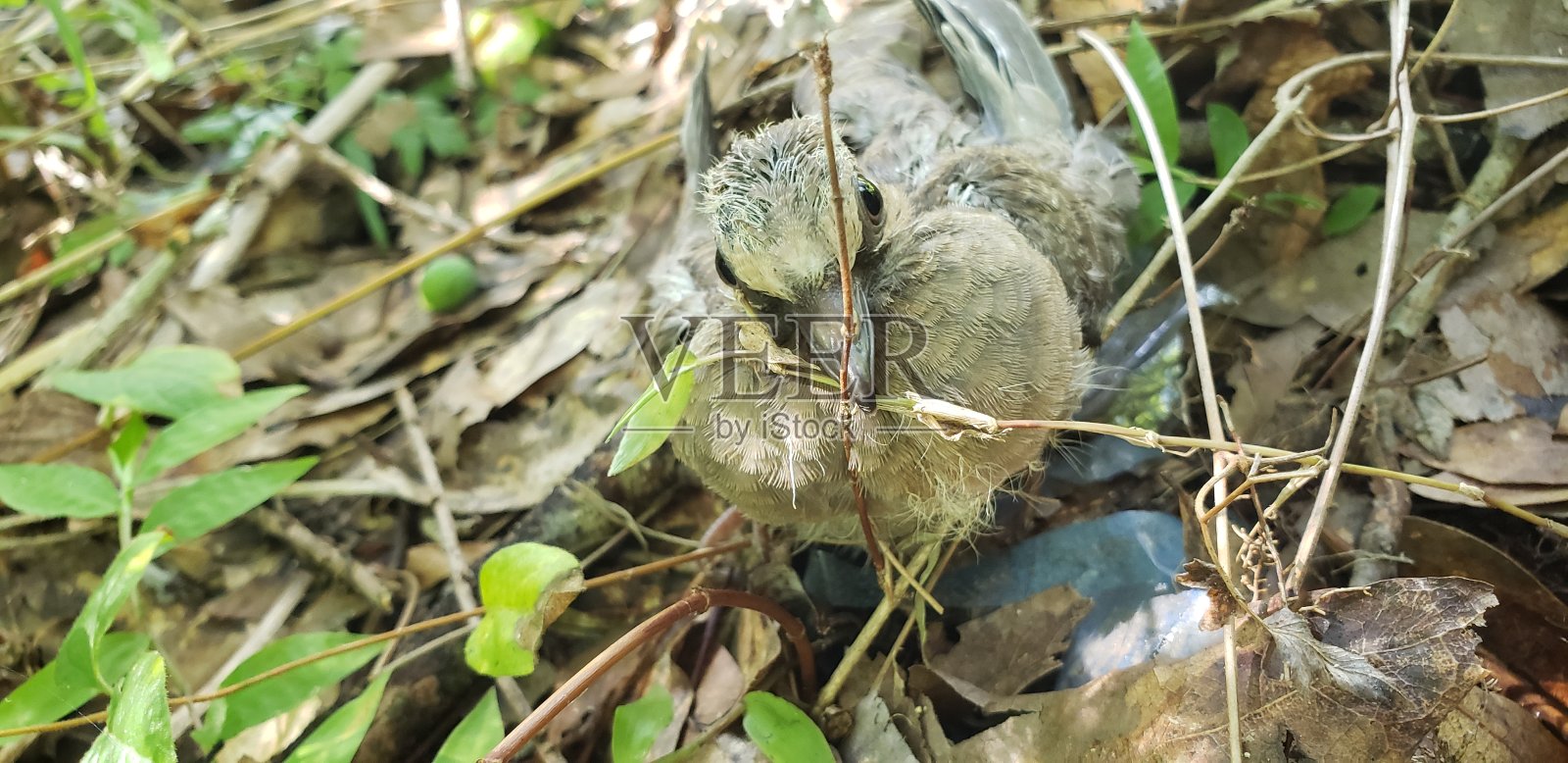佛罗里达草坪上发现一只受伤的小鸟照片摄影图片