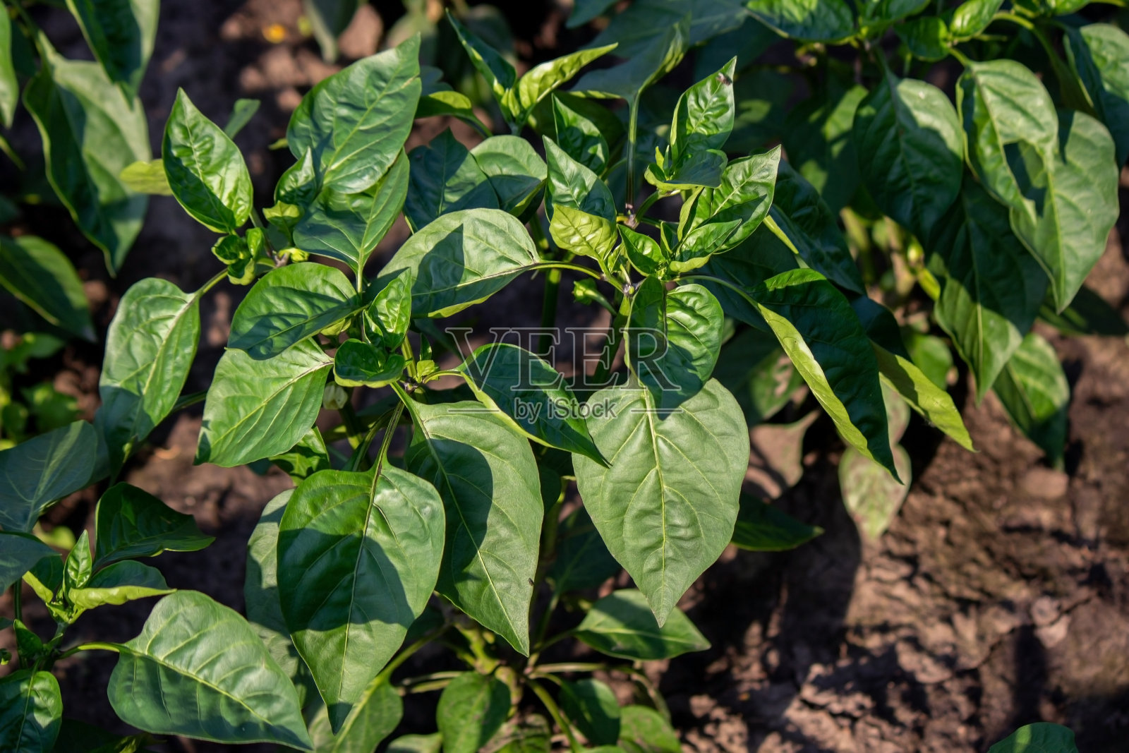 有花圃的个人用地农场的床。生态产品。大自然。照片摄影图片