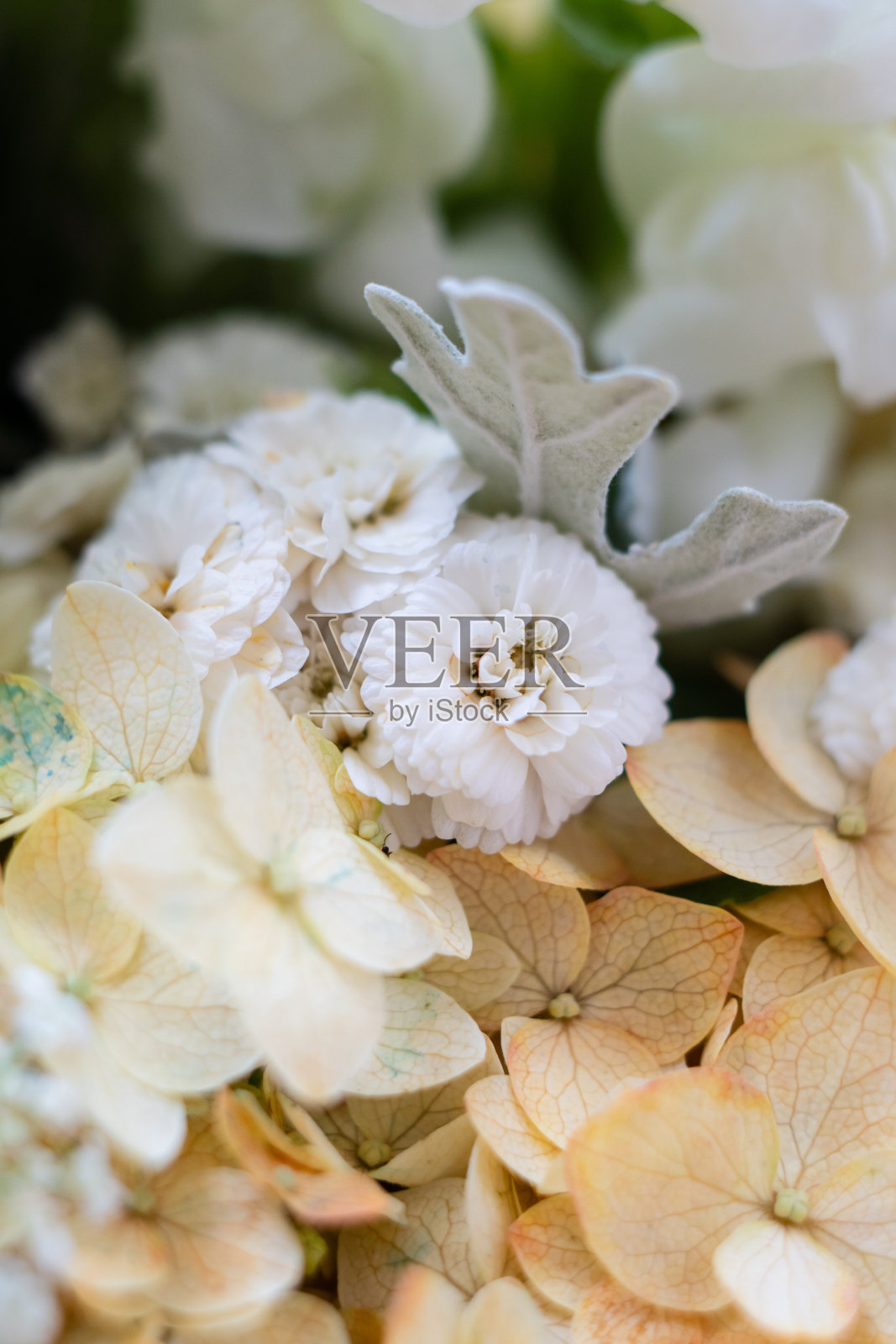 米色和白色的绣球花微距拍摄照片摄影图片